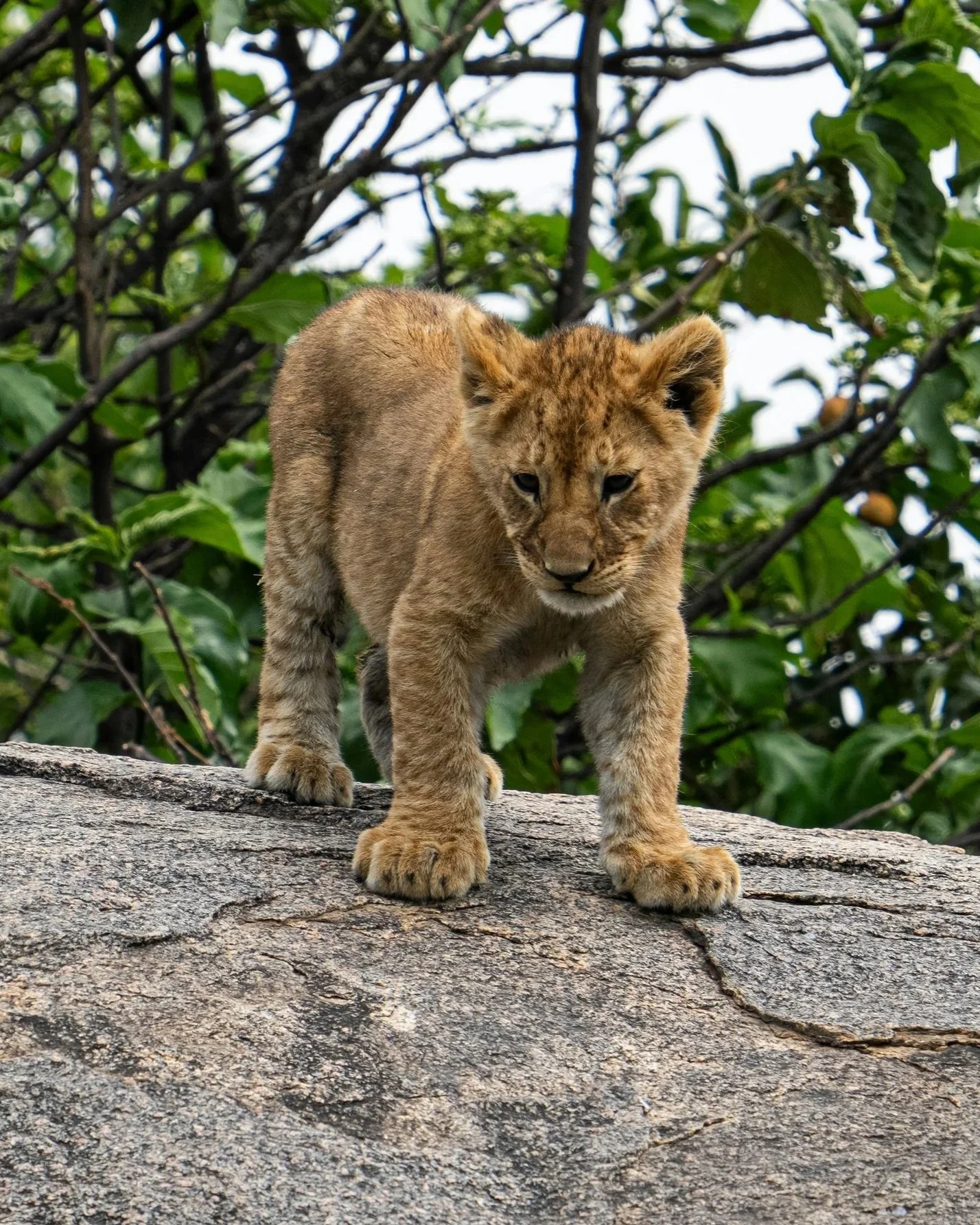 Young lion cub standing on a large rock to represent "rocky lion"