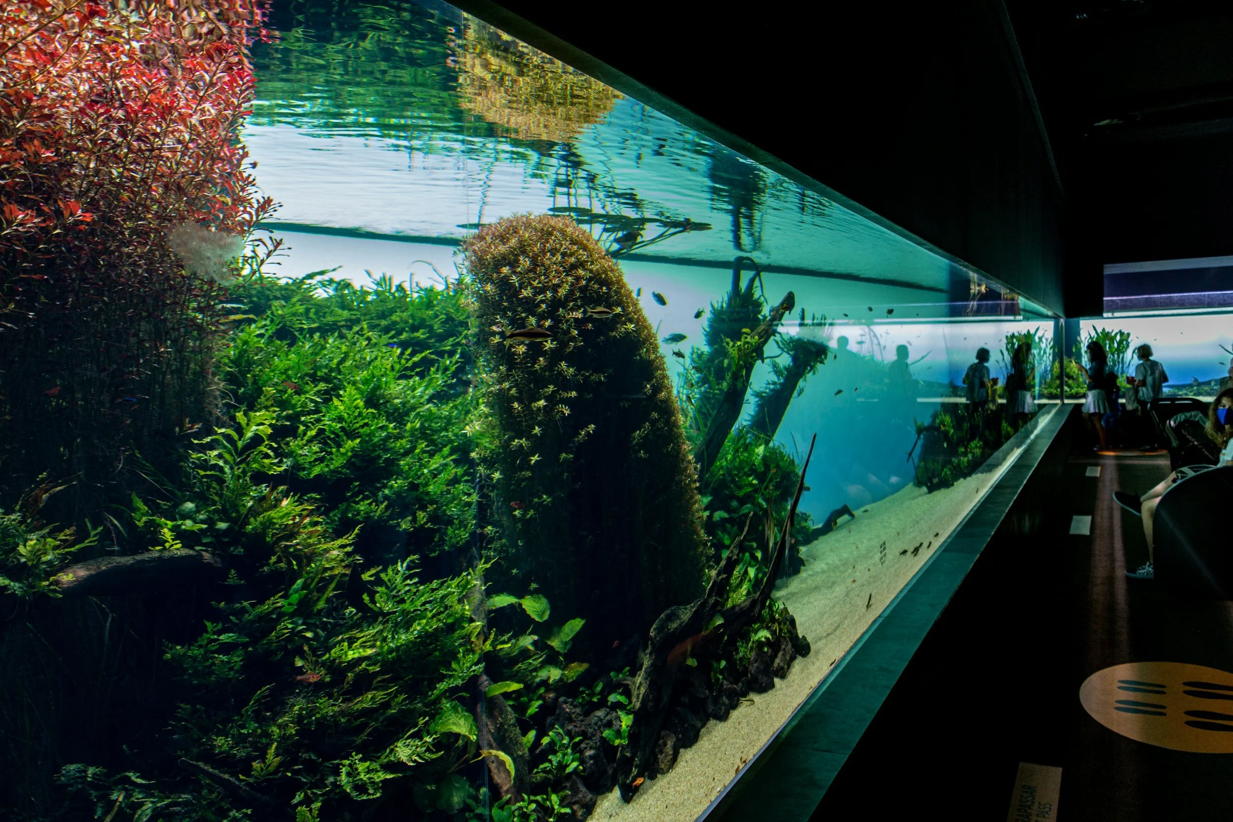 Aquarium with lush green and red aquatic plants, fish, and coral, viewed through a glass wall with visitors observing inside.
