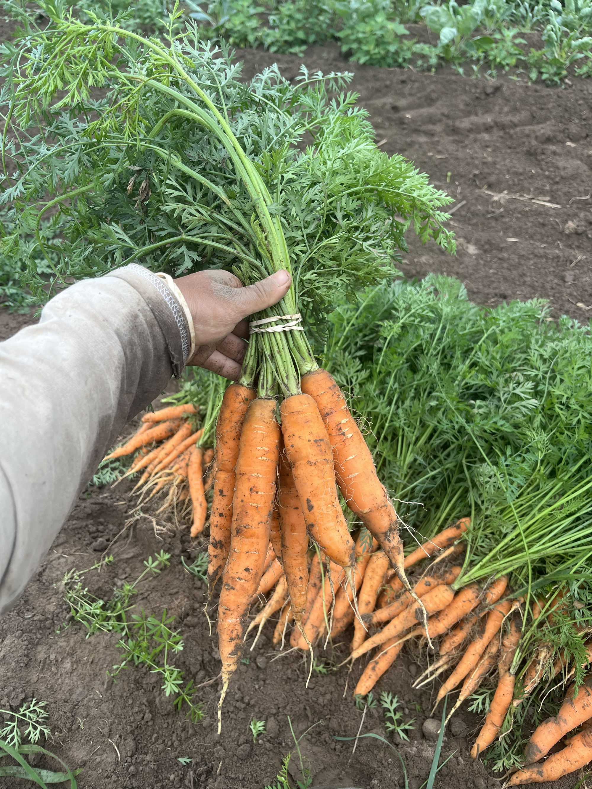 organic CSA for Kingston and Perth