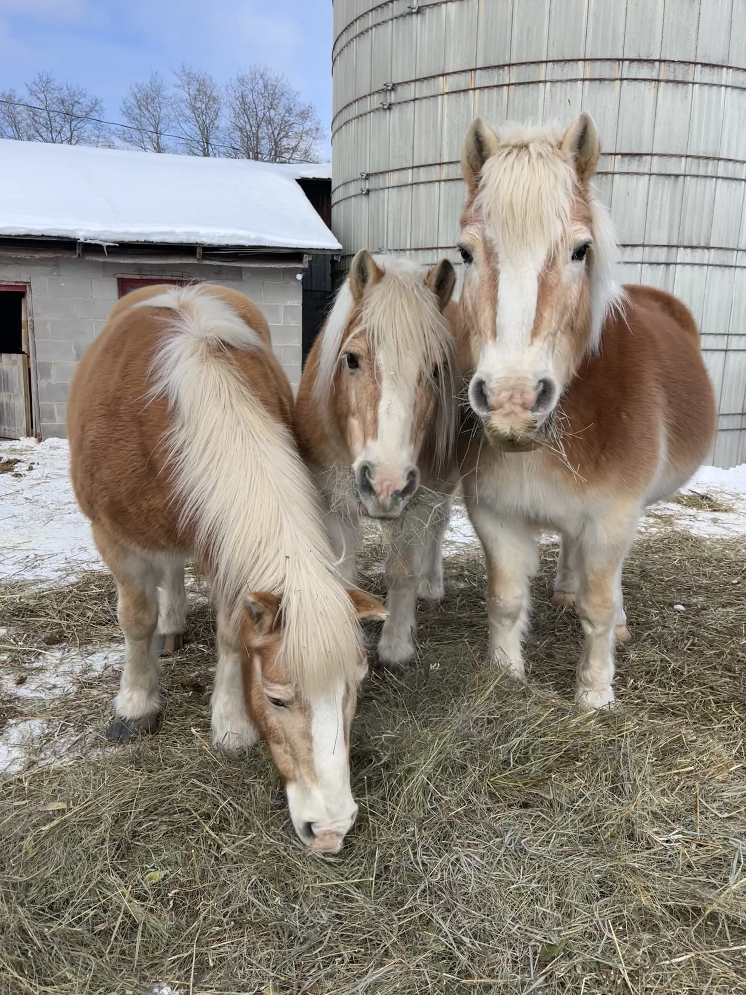 Vintage Soil Farm's three ponies