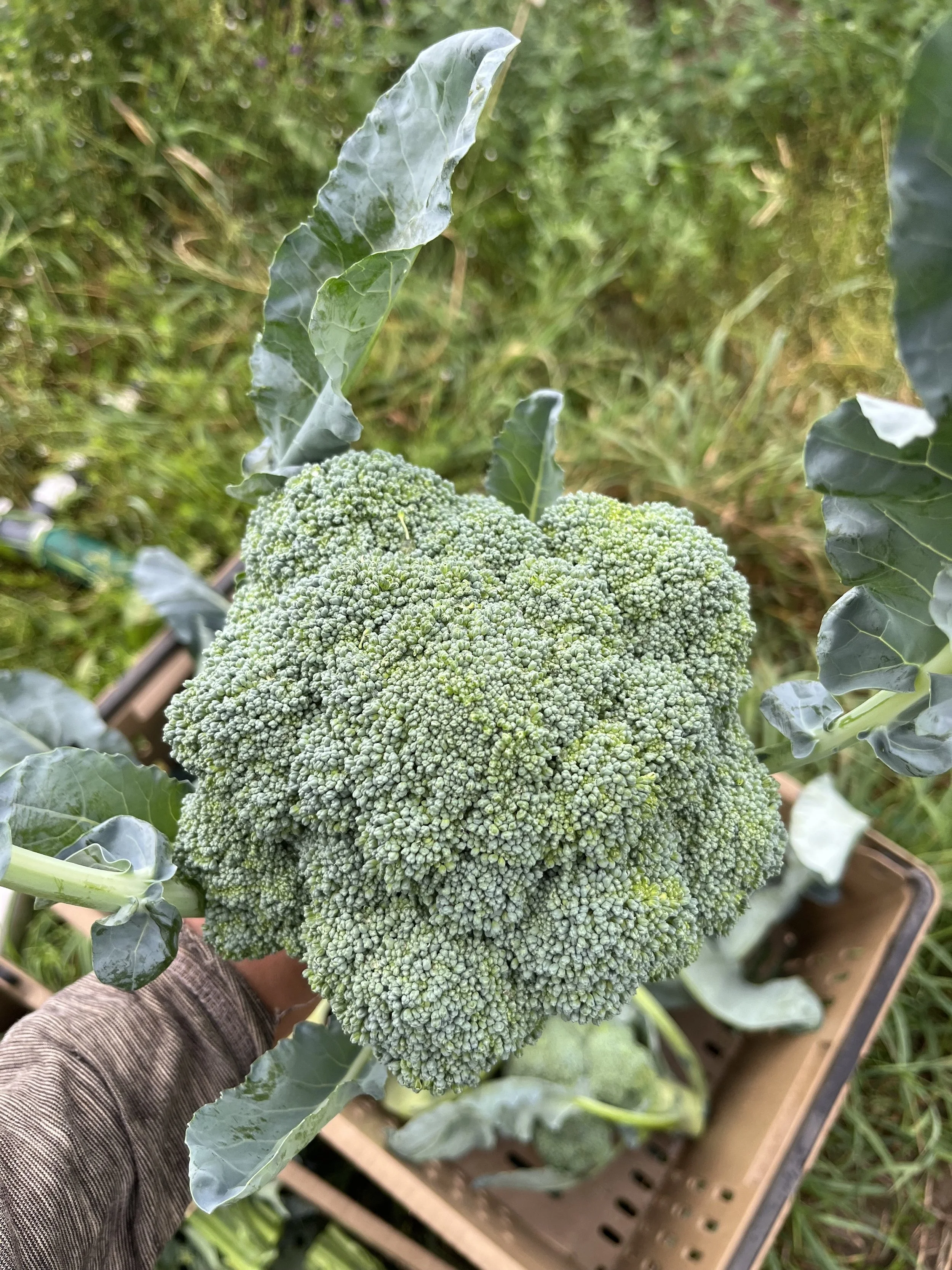 Certified organic broccoli for Kingston and Perth