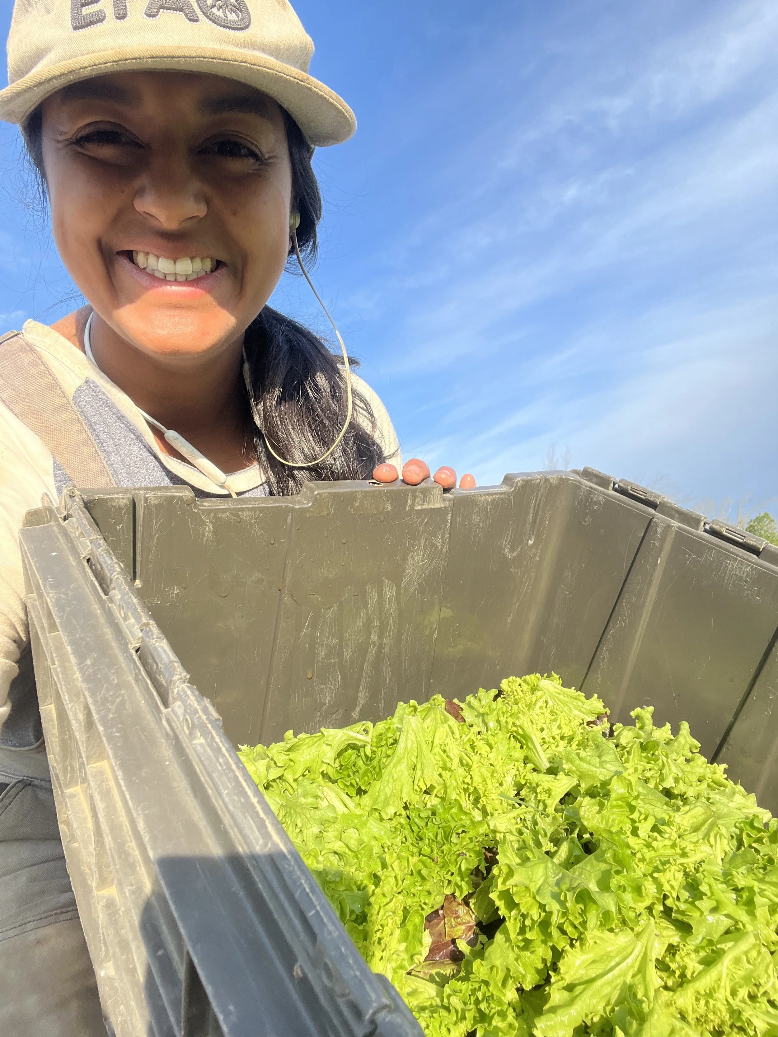 Isabelle owner of Vintage Soil Farm showing harvested certified organic lettuce for Kingston