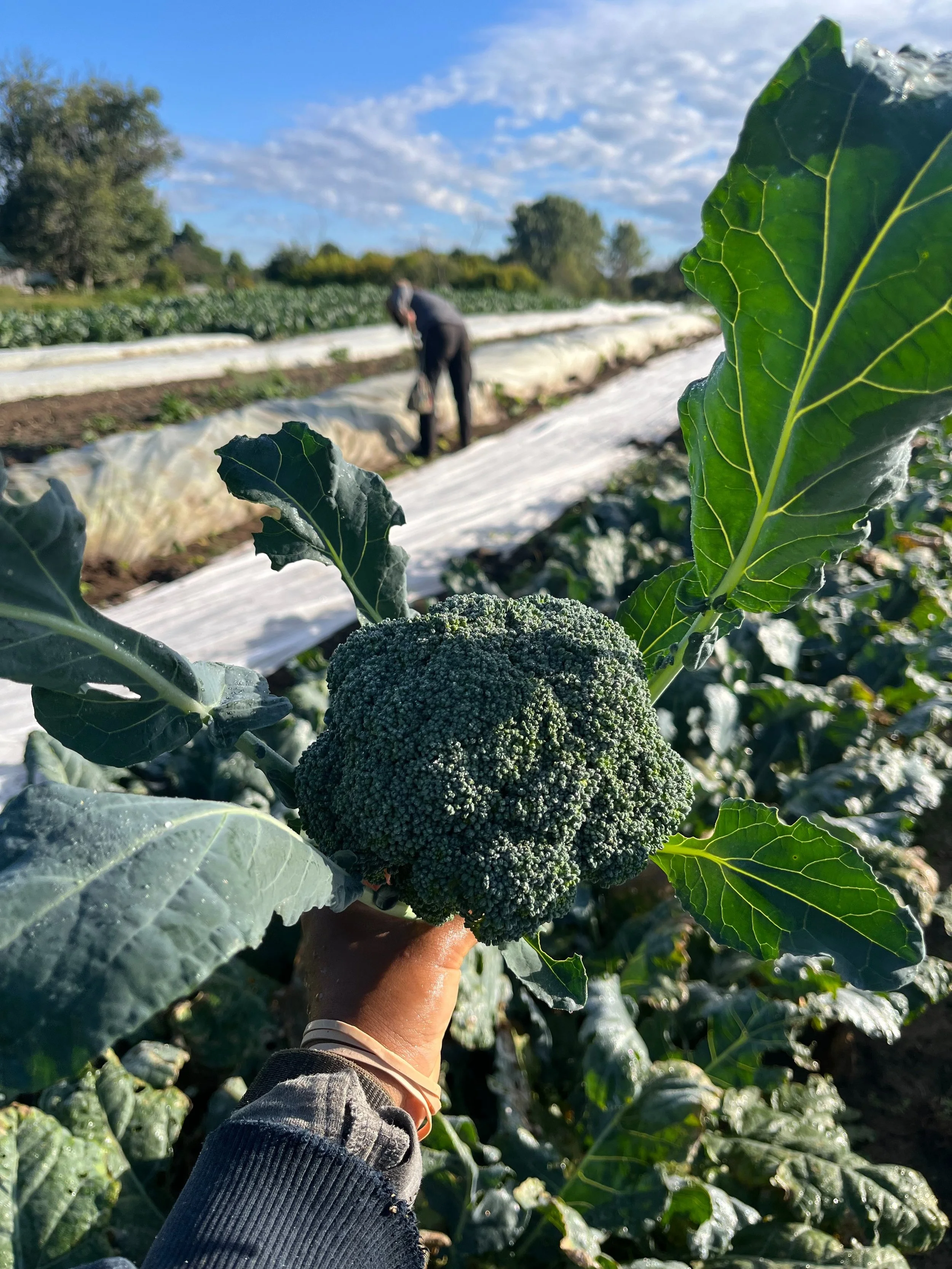 certified organic vegetables for Kingston CSA