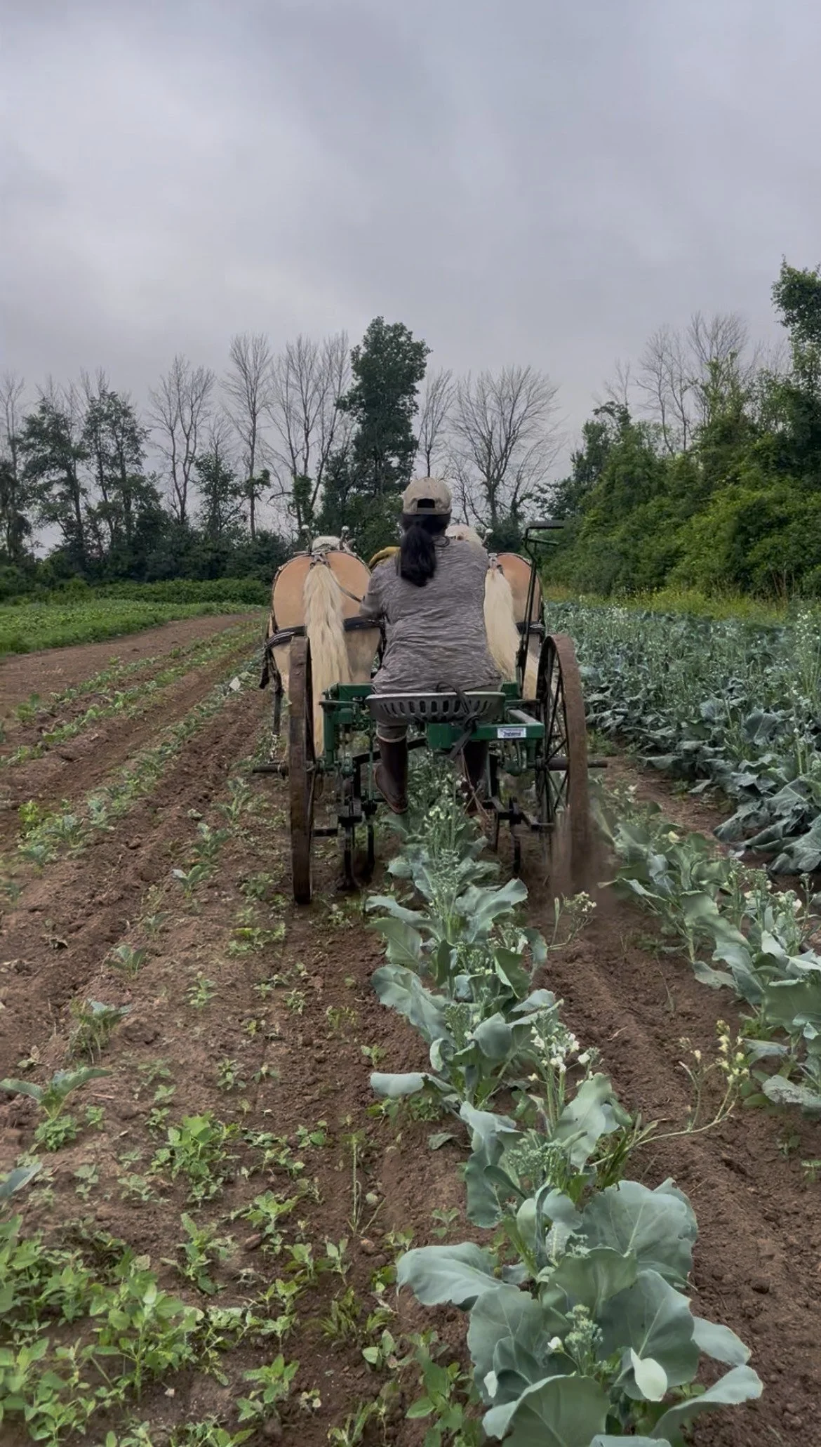 Isabelle and the ponies are cultivating certified organic broccoli.