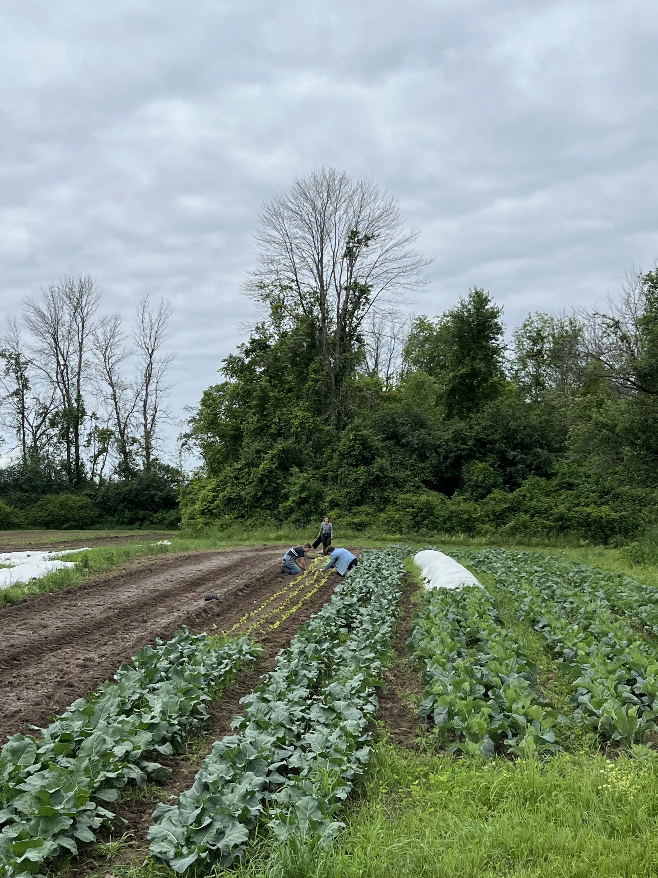 View of our farm field with lots of leafy greens during peak summer.