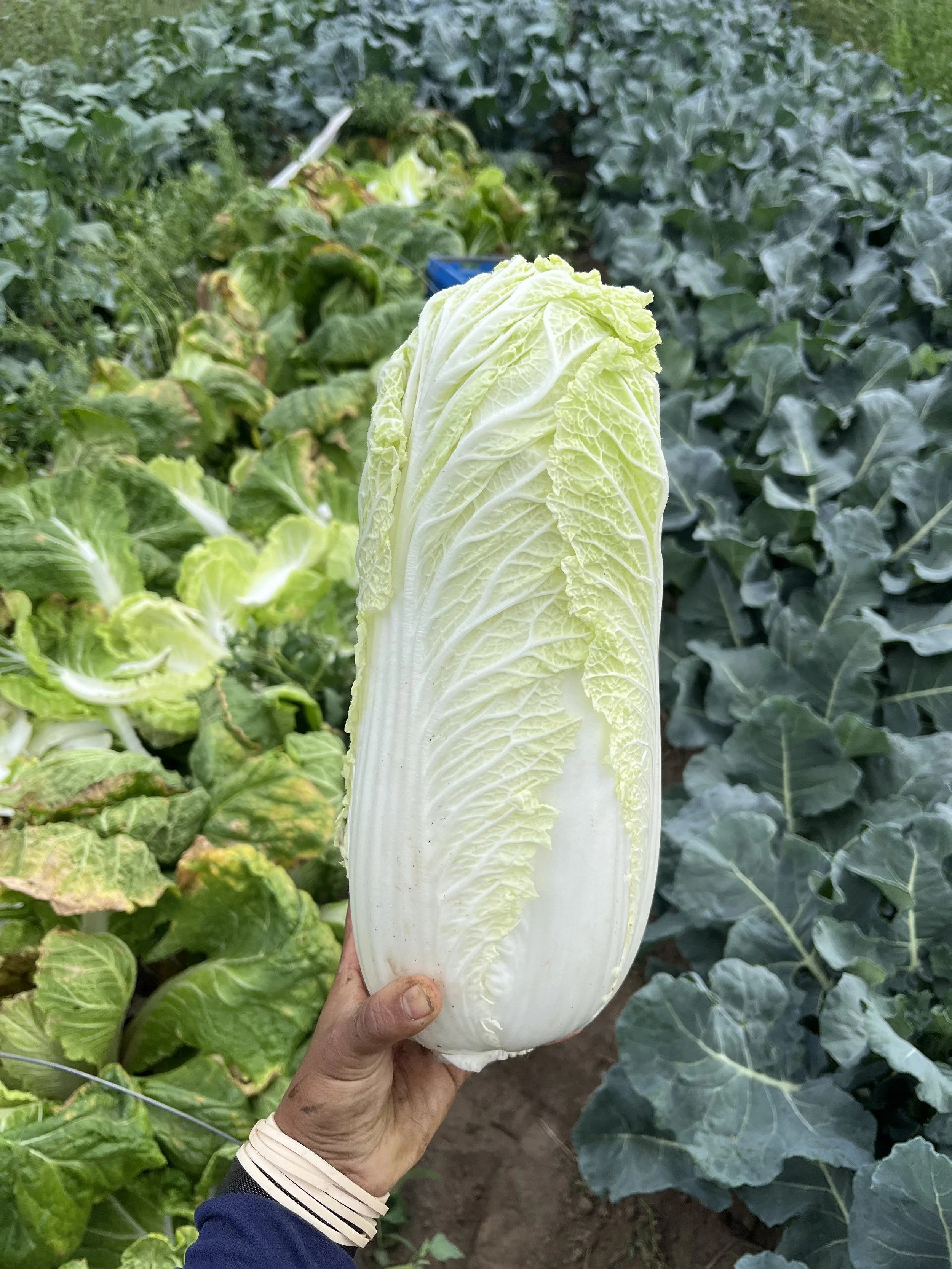 certified organic produce for Kingston and Kemptville