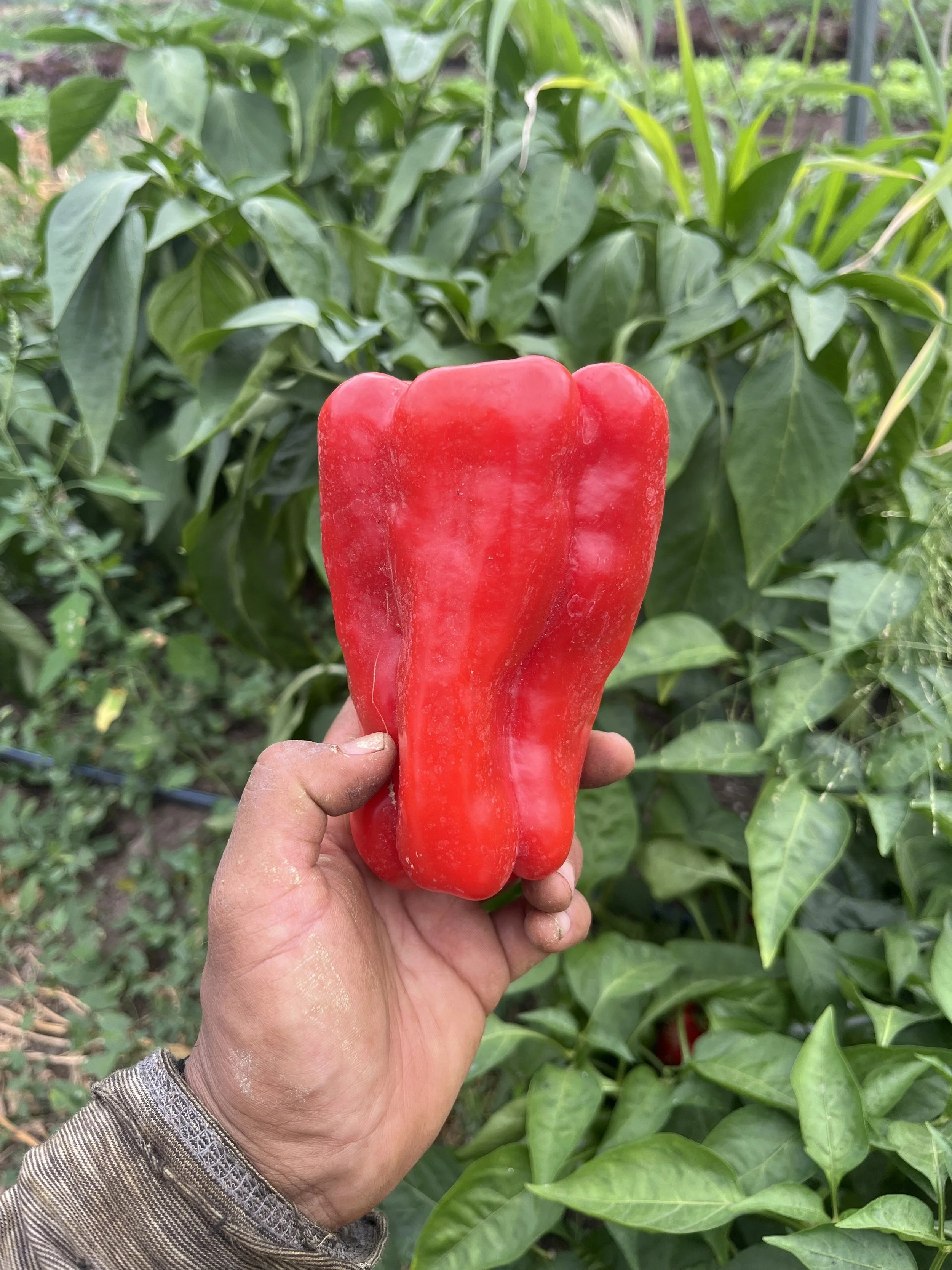 Kingston organic vegetable CSA