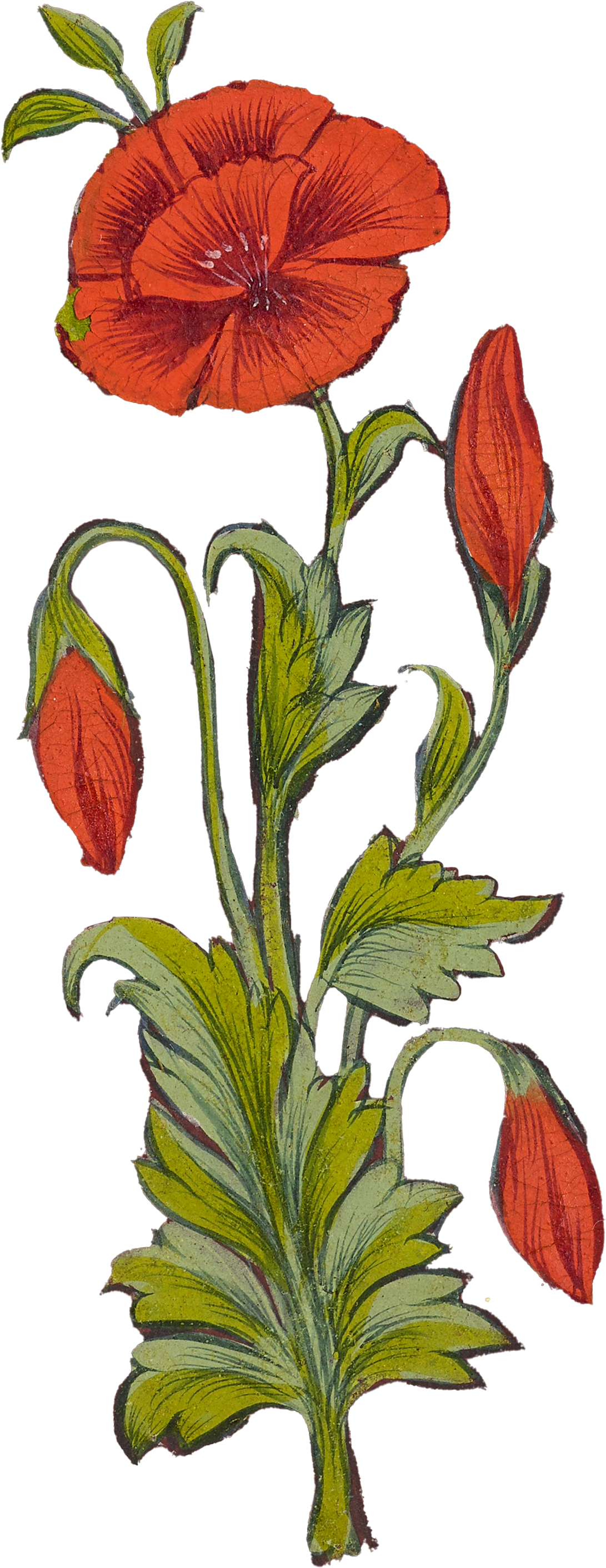 A hand-drawn illustration of a tall plant with orange flowers and green leaves.