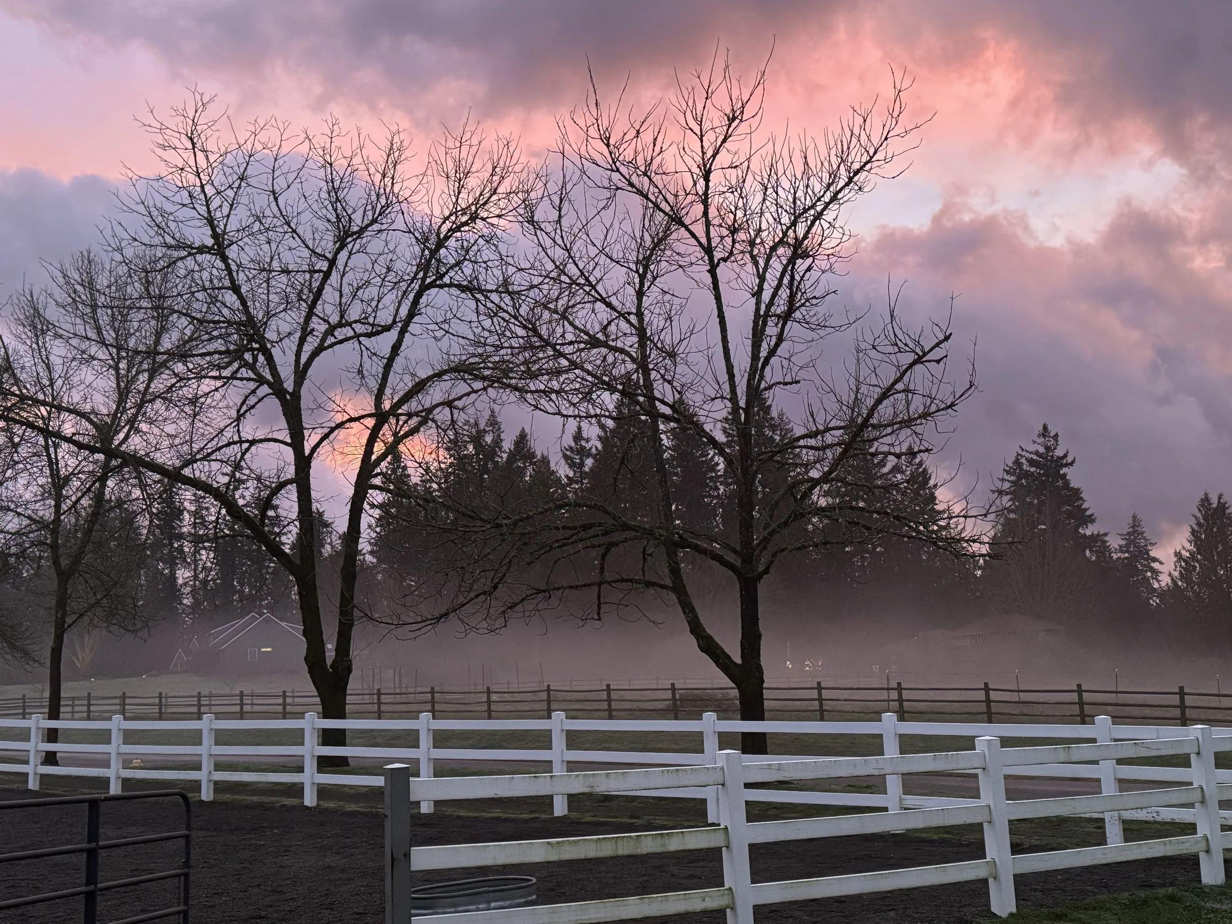 A rural scene at sunset with pink and purple clouds, fog near the ground, leafless trees, and white and black fences in the foreground.