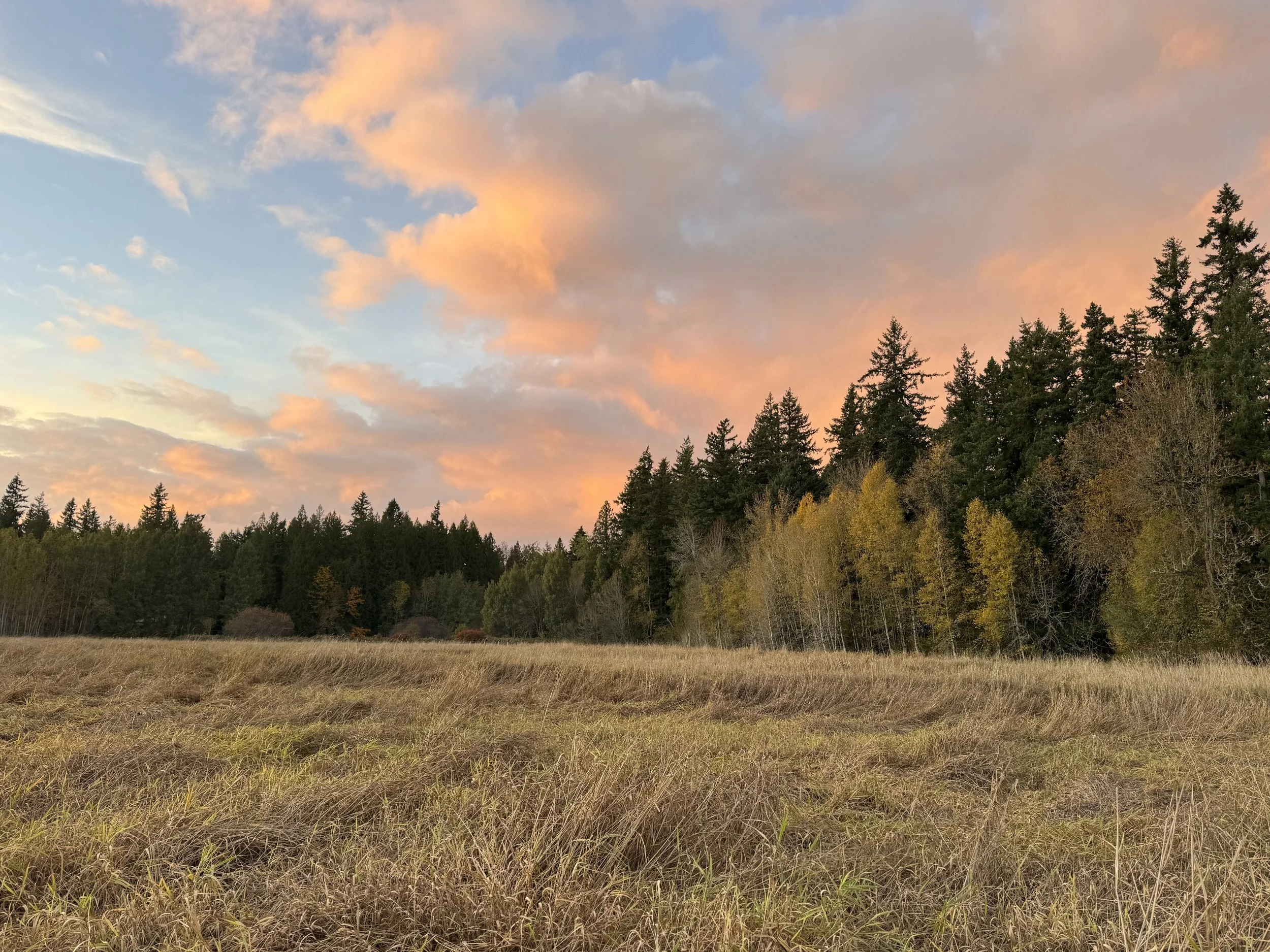 A grassy field with a line of trees in autumn colors, and a sky with pink and orange clouds at sunset.