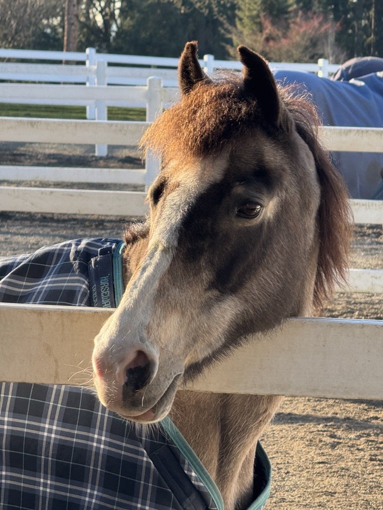 Close-up of a young horse with a gray and white face, black mane, and ears, leaning over a wooden fence on a sunny day at a farm or racetrack.