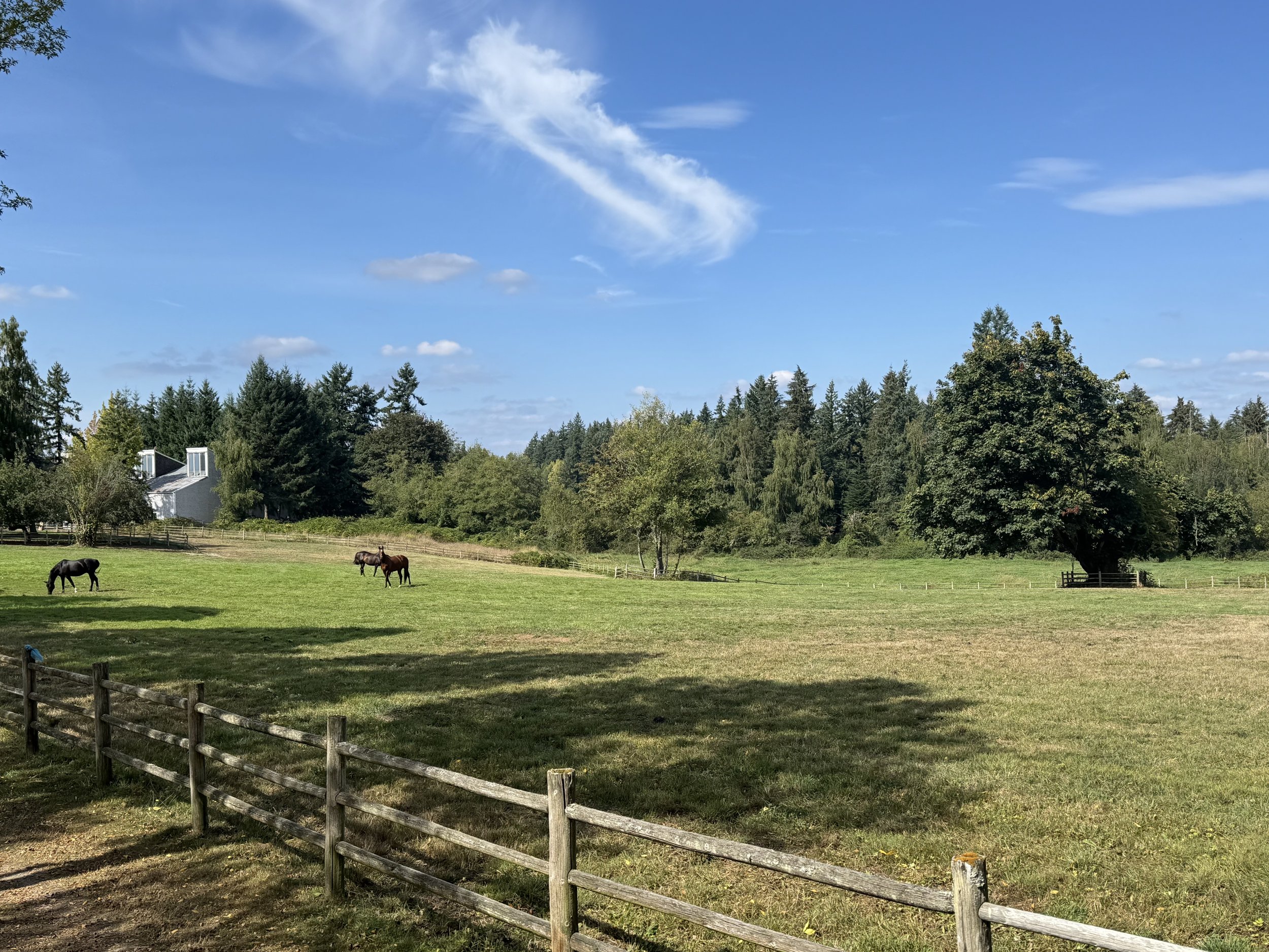 Open field with three horses grazing, surrounded by trees, blue sky with clouds, and a wooden fence in the foreground.