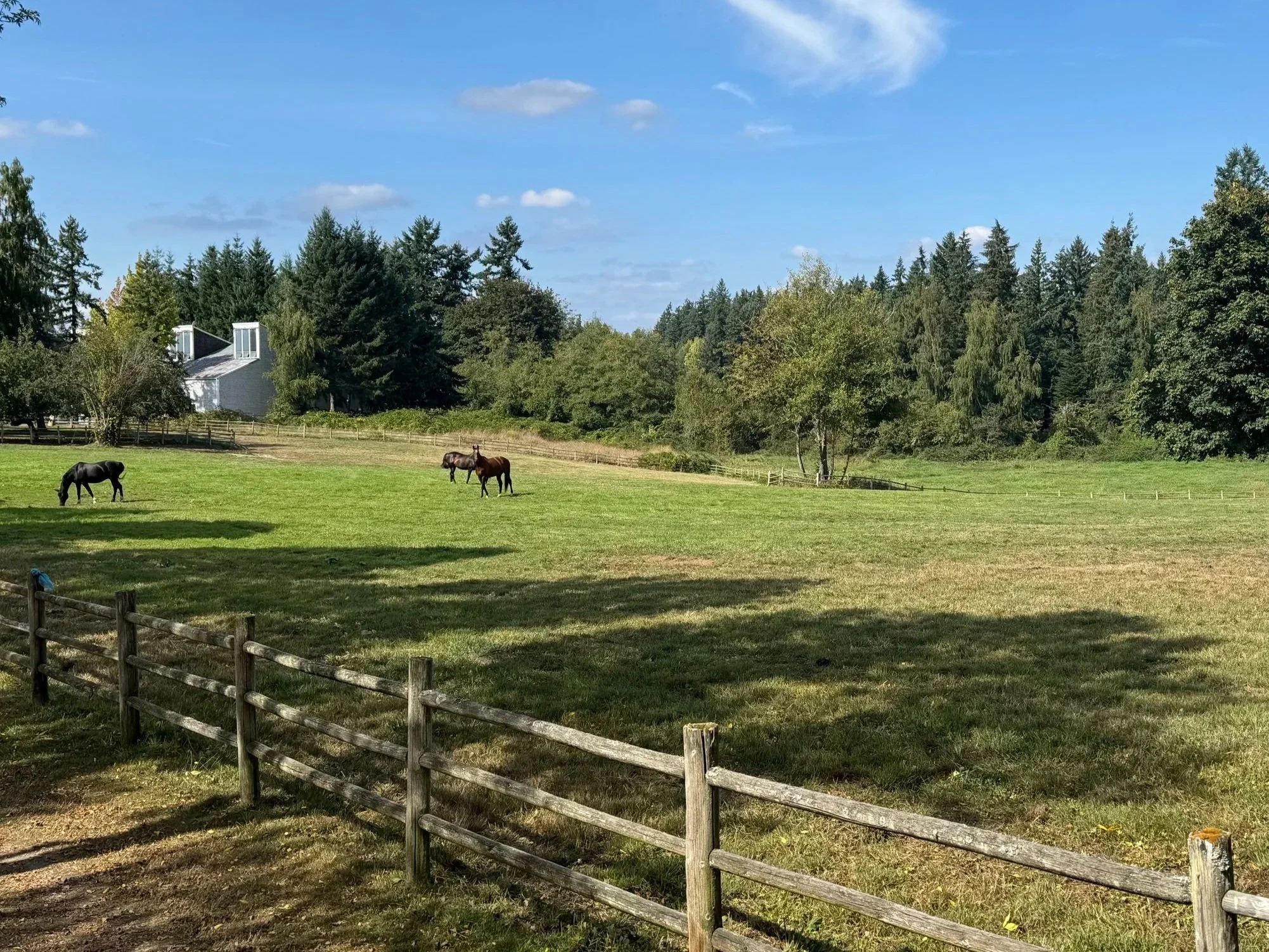 A scenic pasture with three horses grazing, surrounded by trees and a blue sky with scattered clouds.