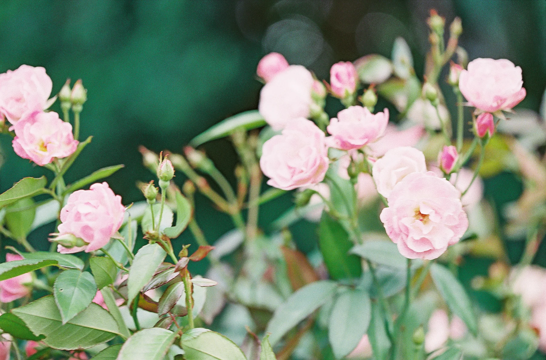 CadZan|JenniferBlairPhotography-1003