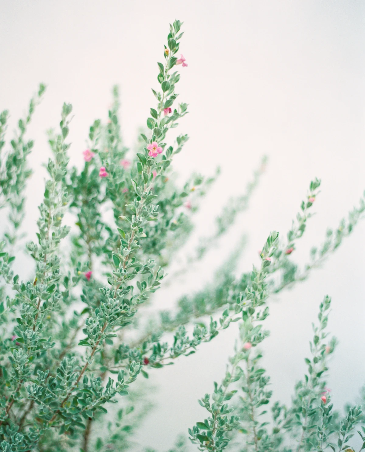 AlysBeachEngagement_JenniferBlair-1036