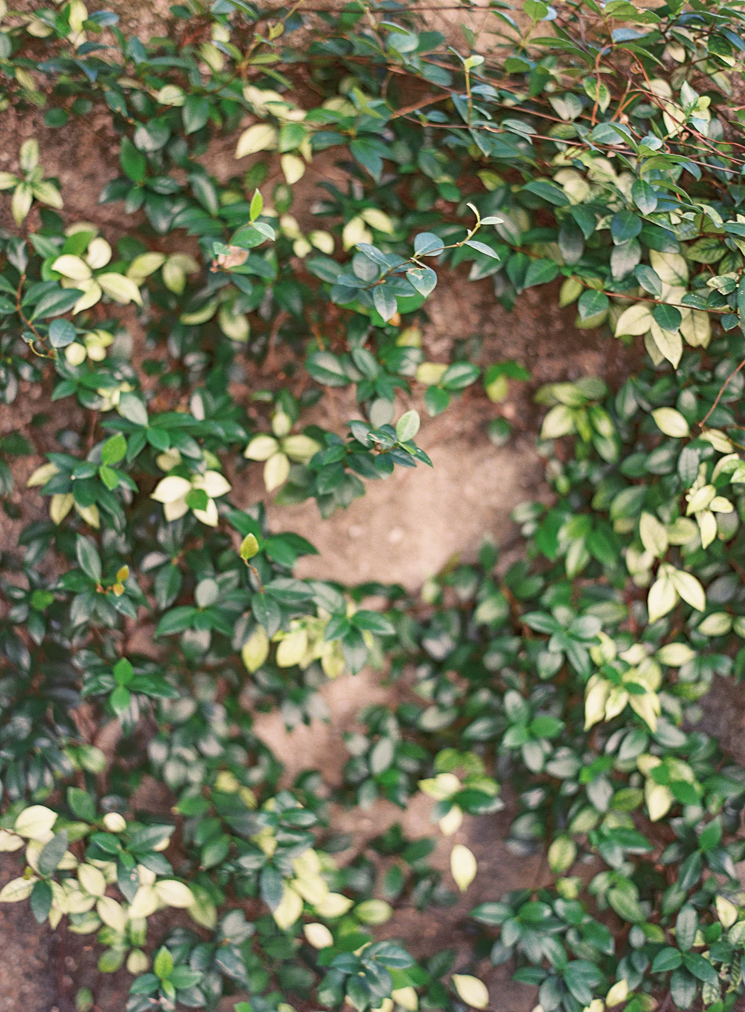 Fluer&Lumiere_JenniferBlair-1004