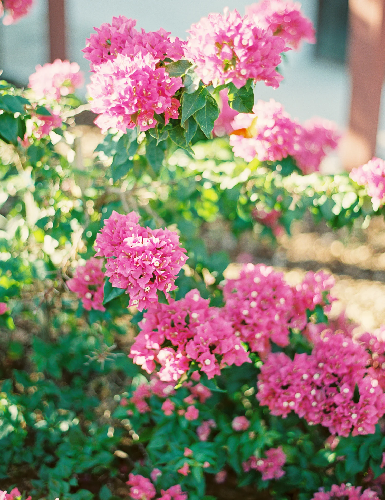 Fluer&Lumiere_JenniferBlair-1008