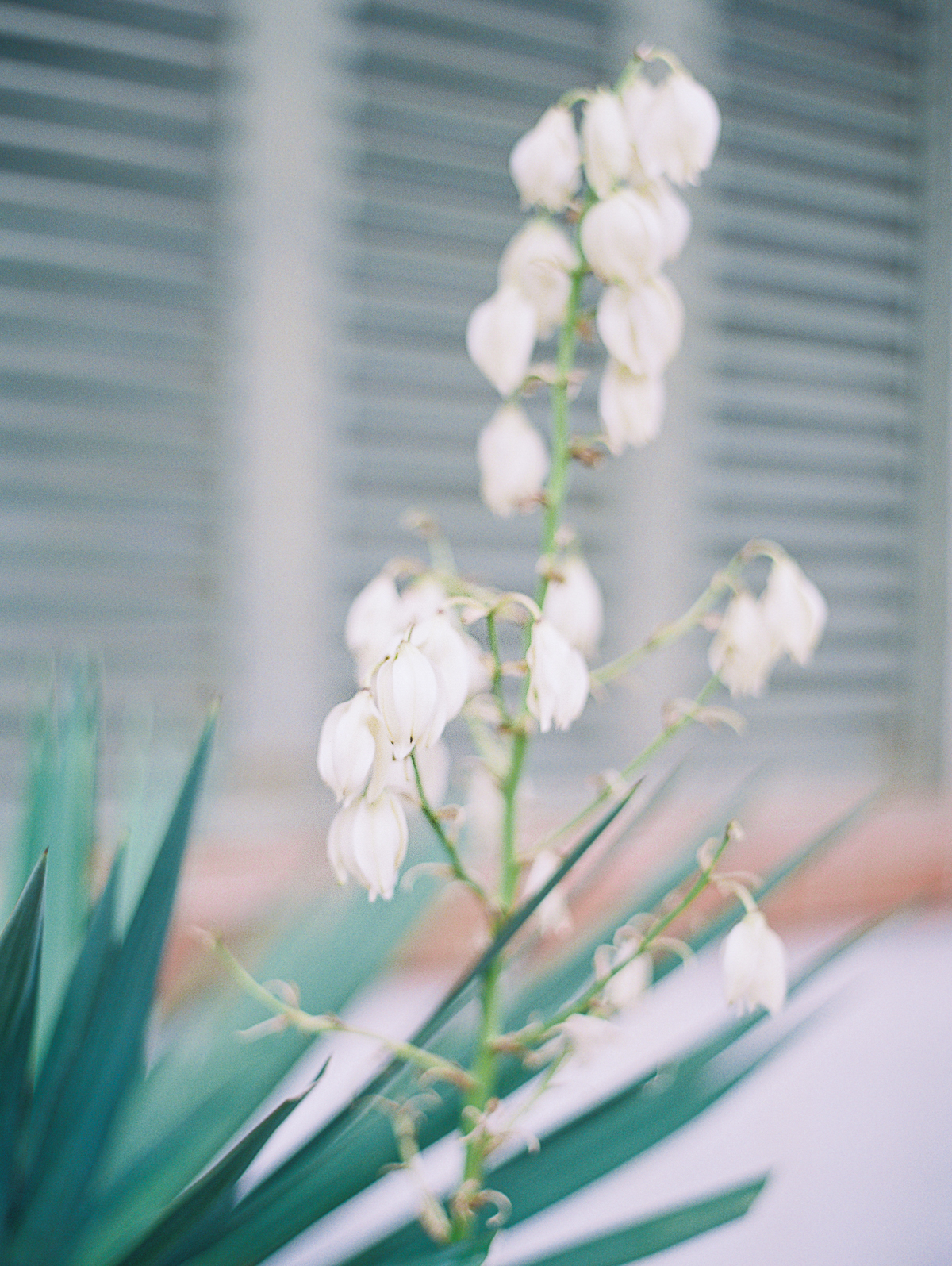 JenniferBlair_SimpleSeasideWedding-1169