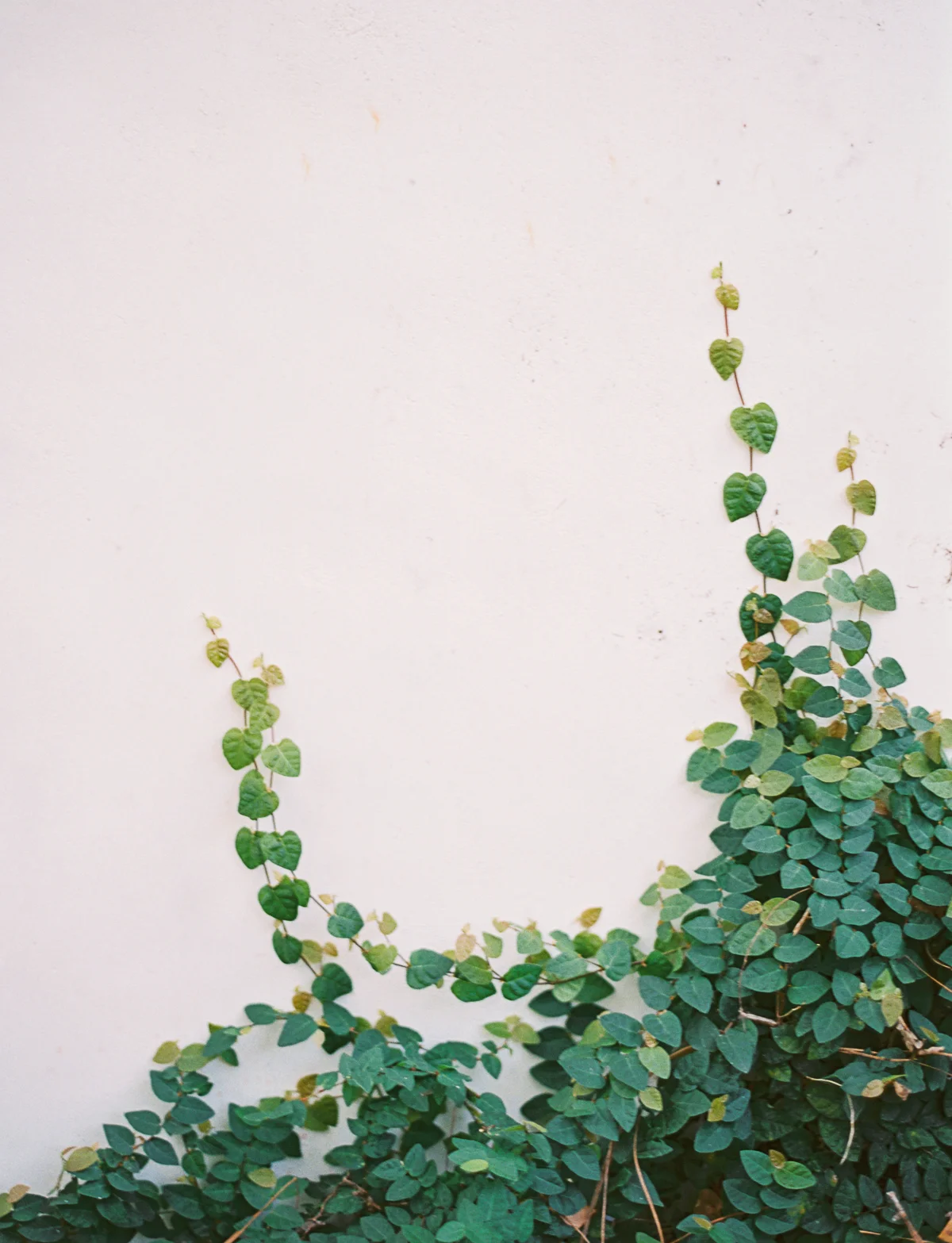 JenniferBlair_SimpleSeasideWedding-1097