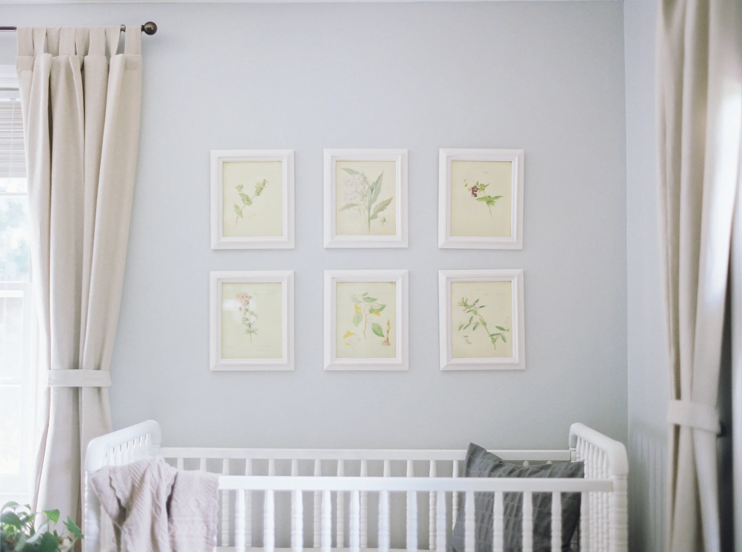 Genevieve Morgan | French Botanical Nursery