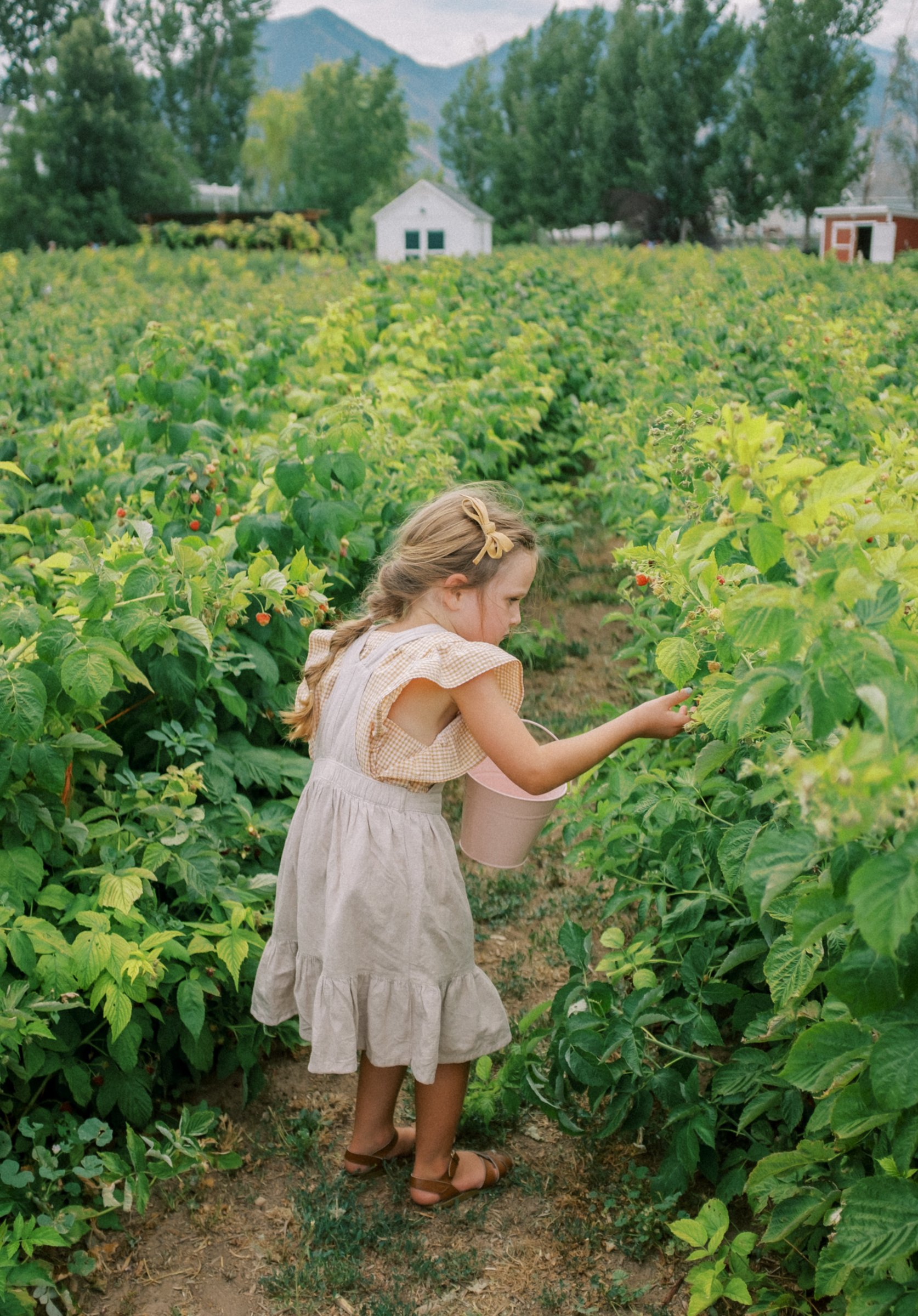 Raspberries 2022-16.jpg