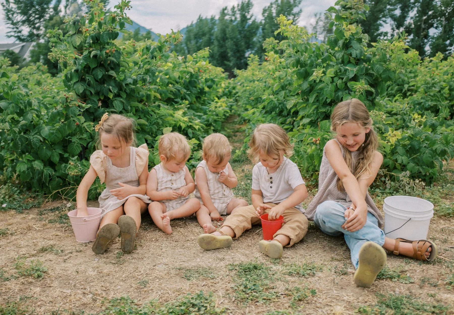 Raspberries 2022-21.jpg