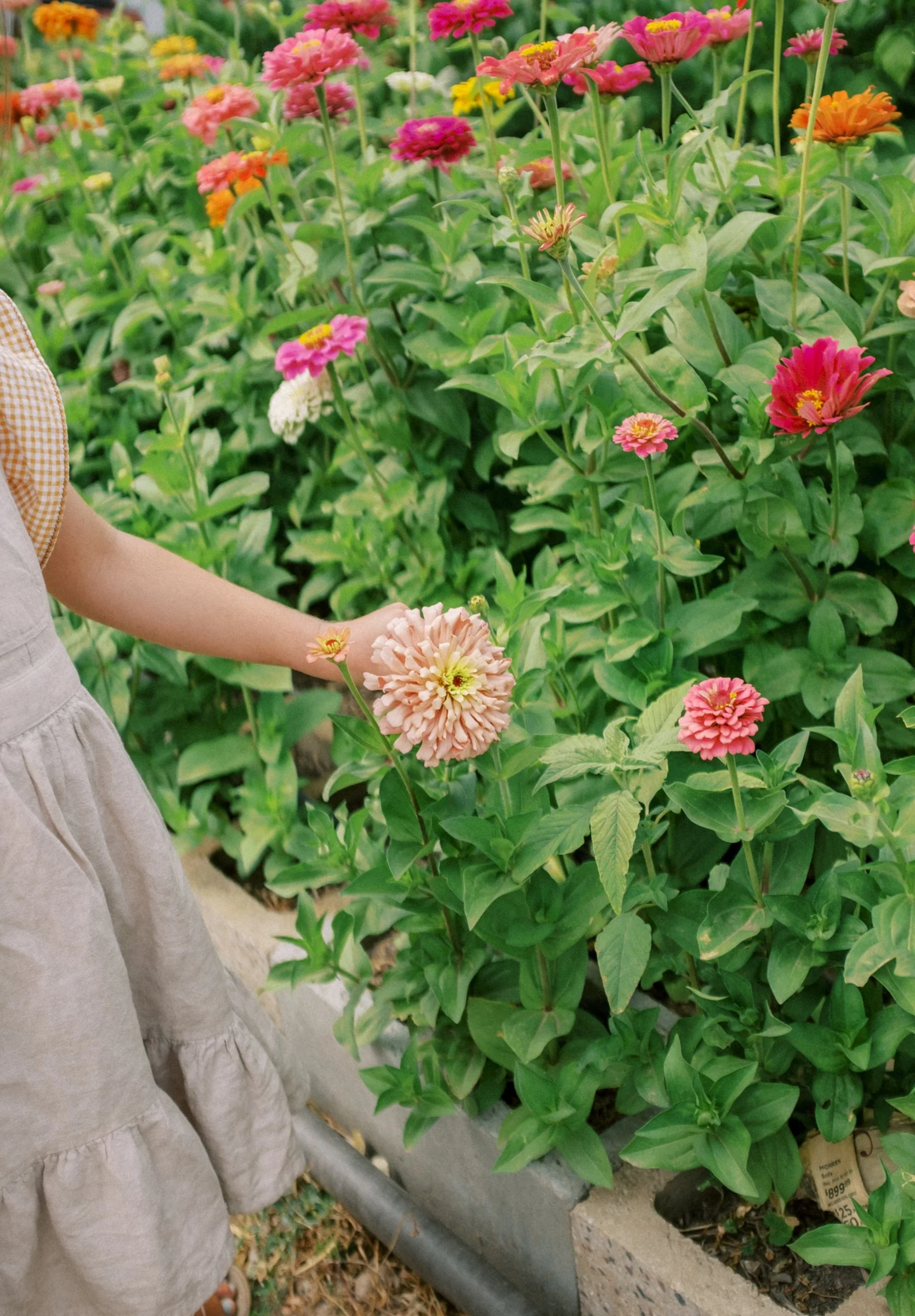 Raspberries 2022-5.jpg