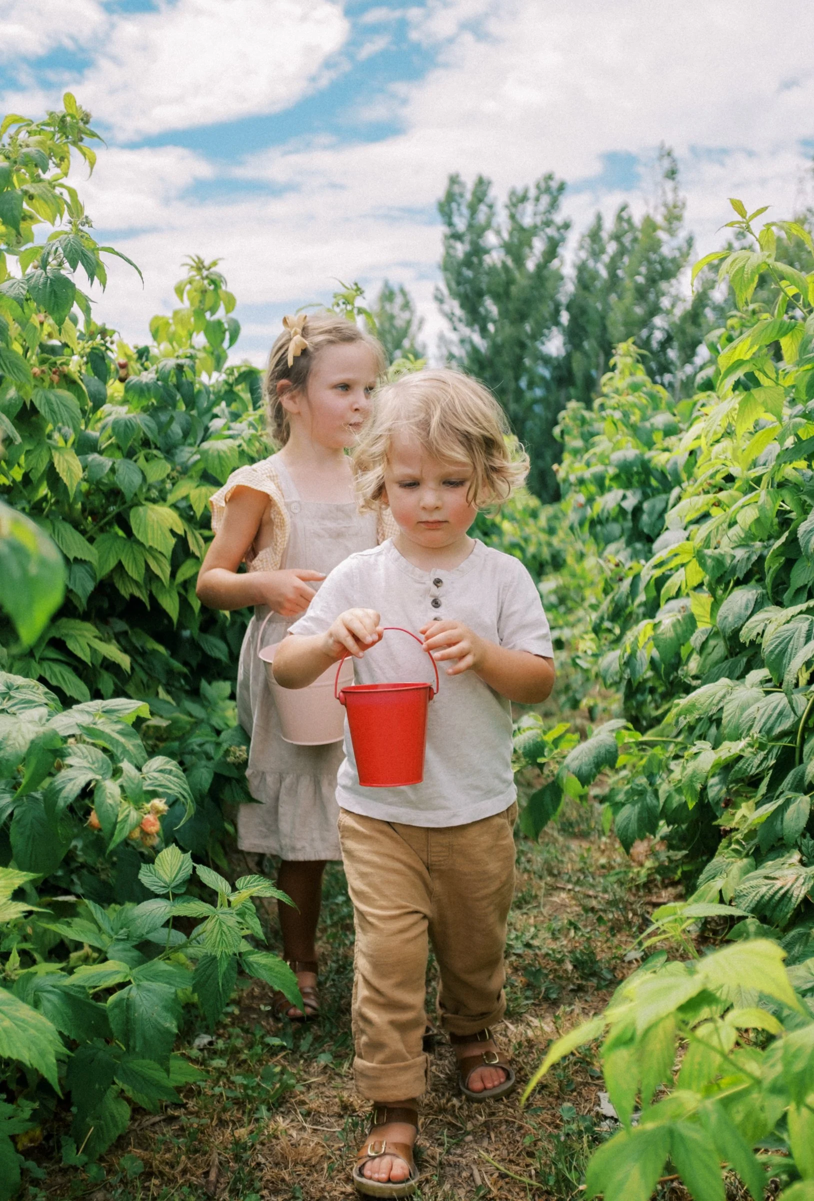 Raspberries 2022-13.jpg