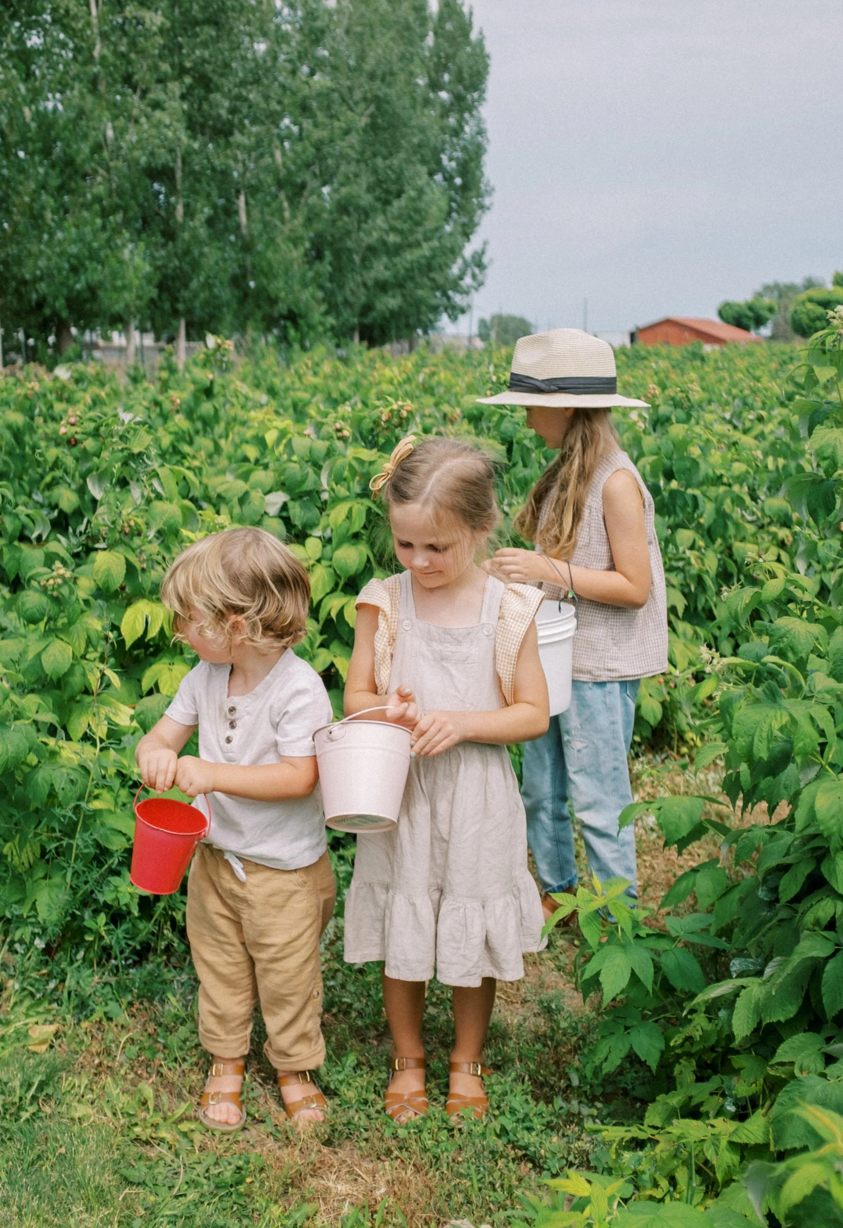 Raspberries 2022-6.jpg