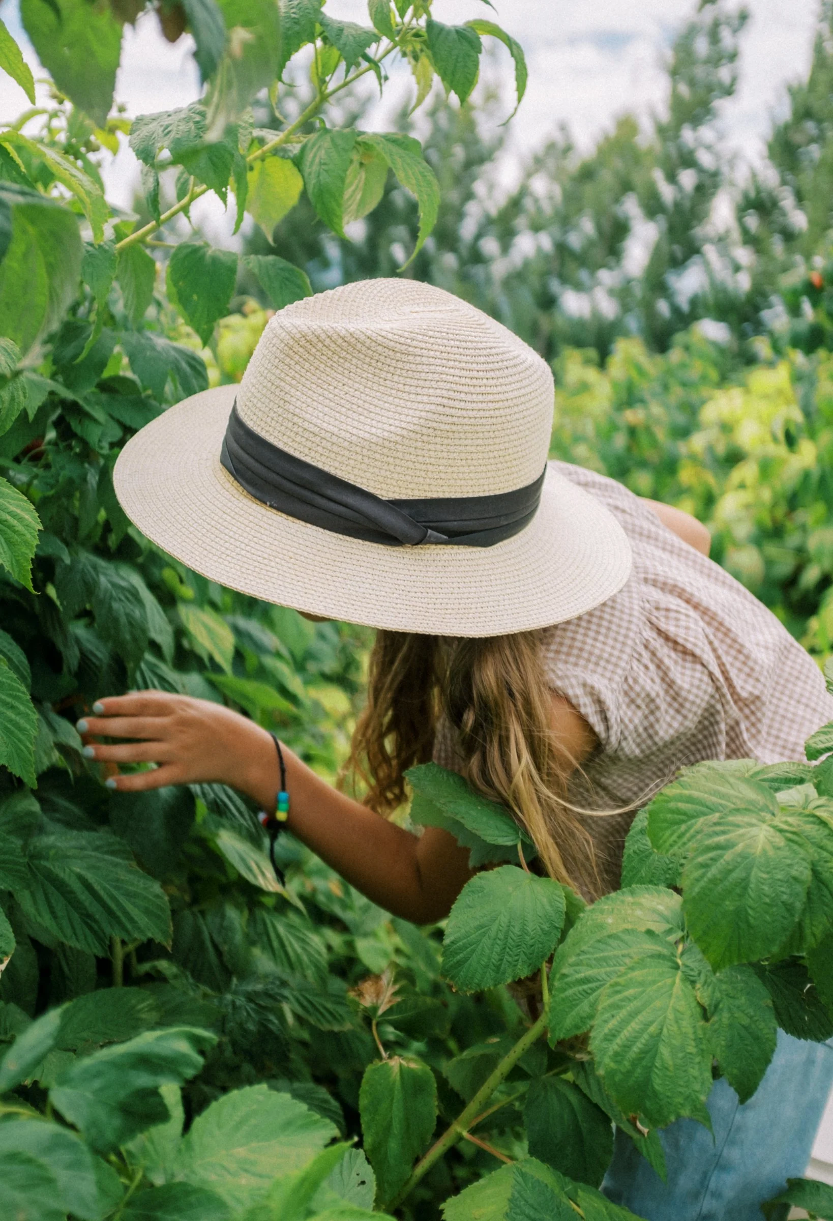 Raspberries 2022-10.jpg