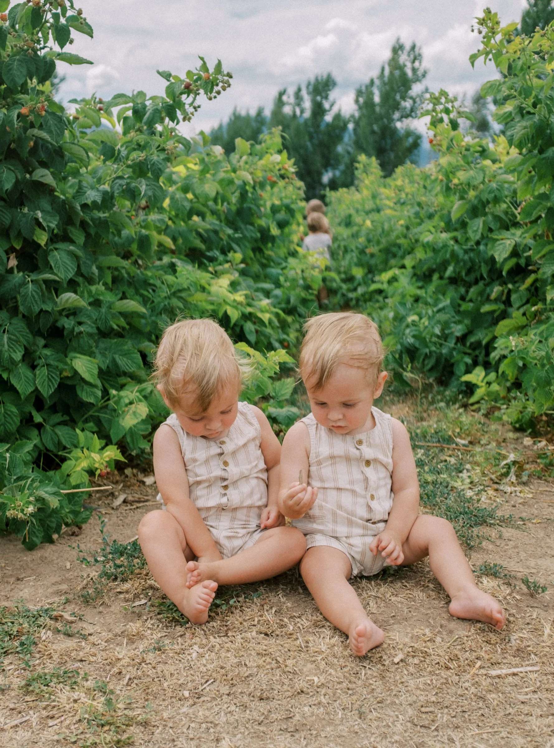 Raspberries 2022-19.jpg