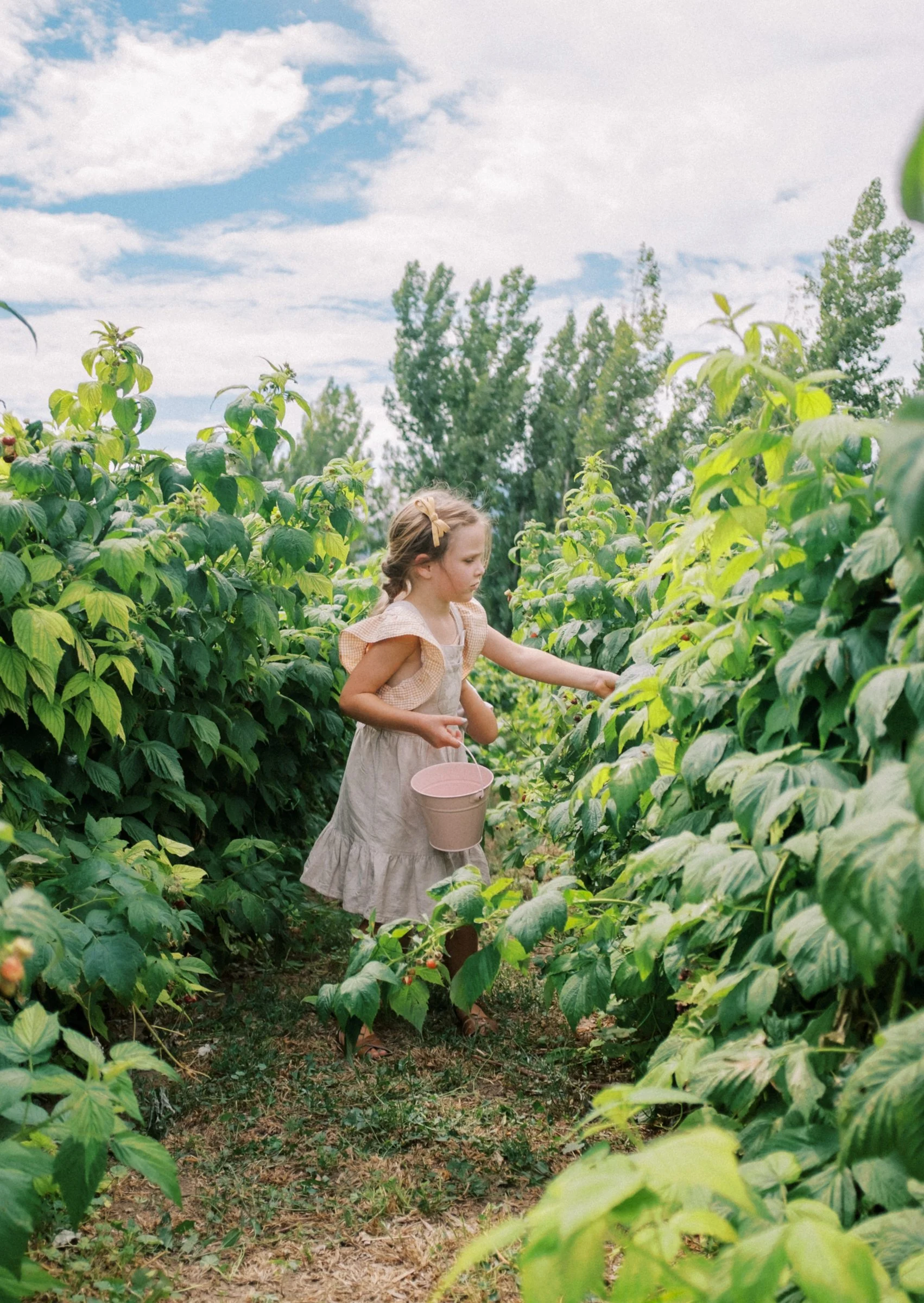 Raspberries 2022-11.jpg