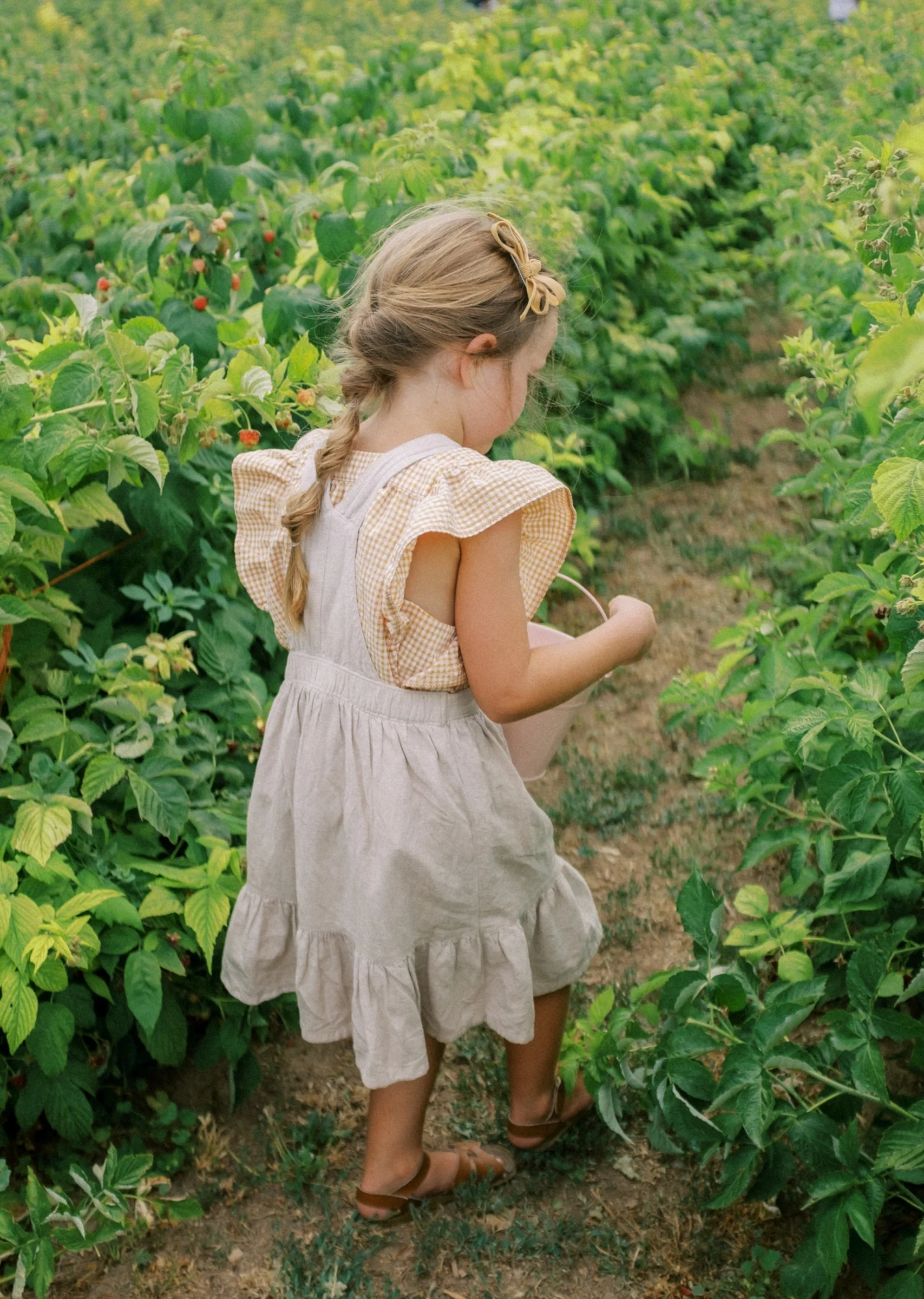 Raspberries 2022-17.jpg