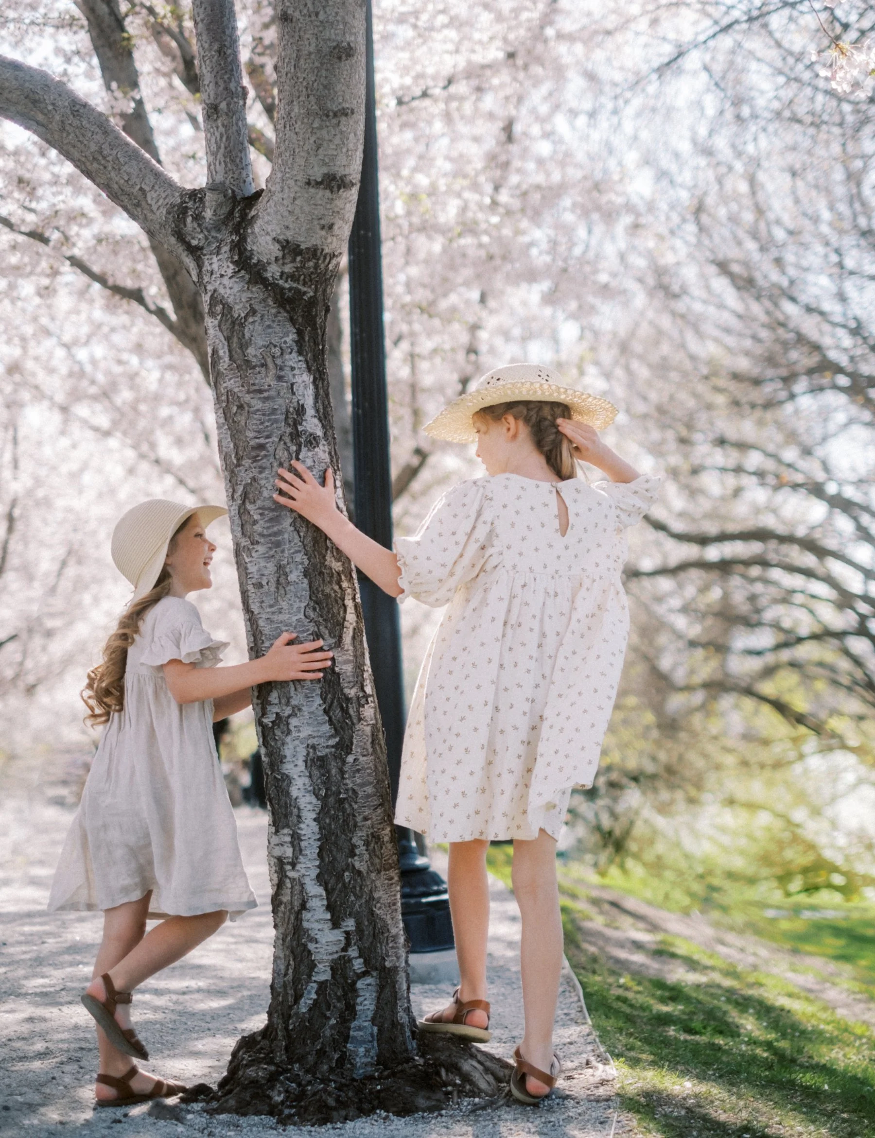 Cherry blossoms-3.jpg