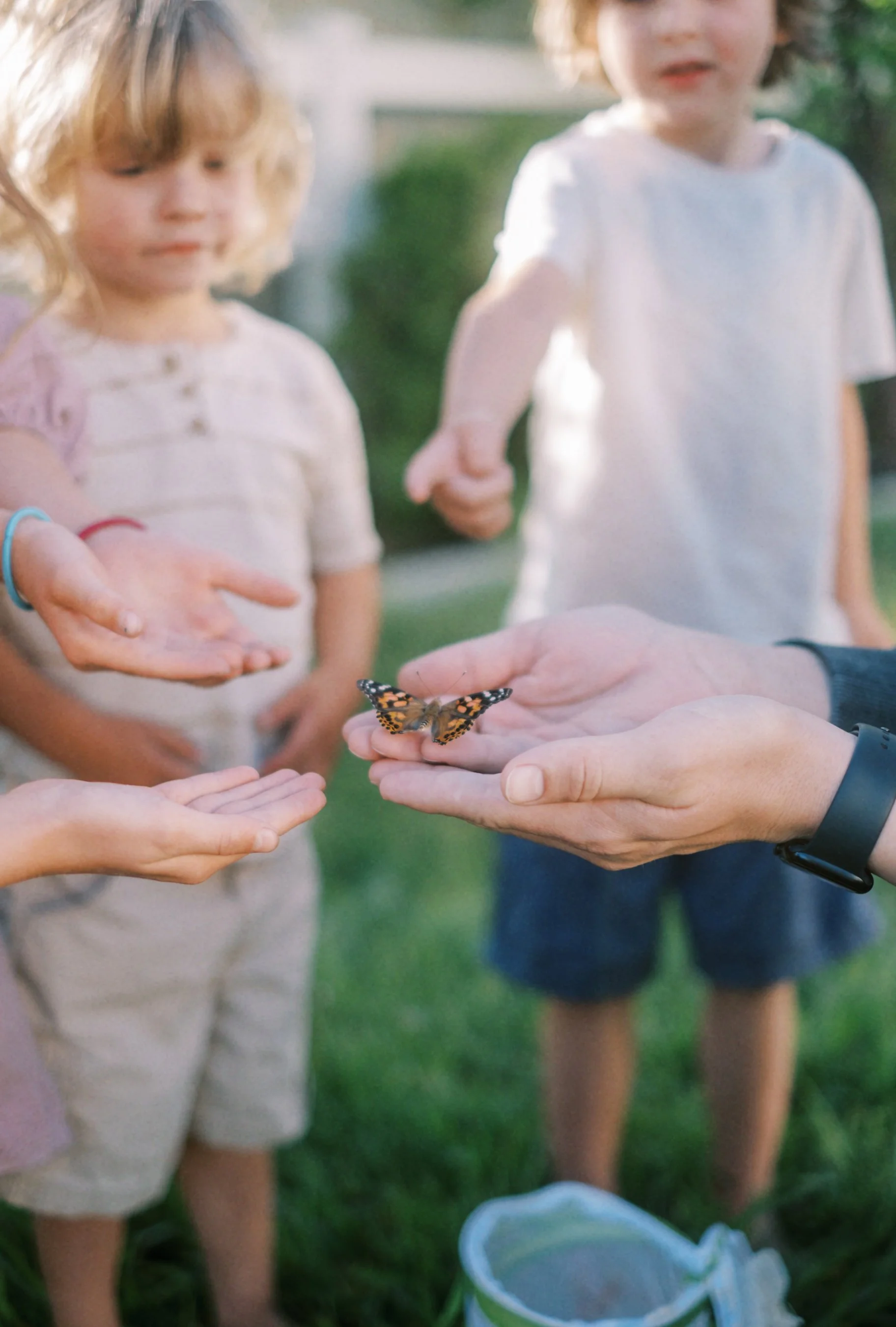Summer Journal No 1. | Releasing Butterflies