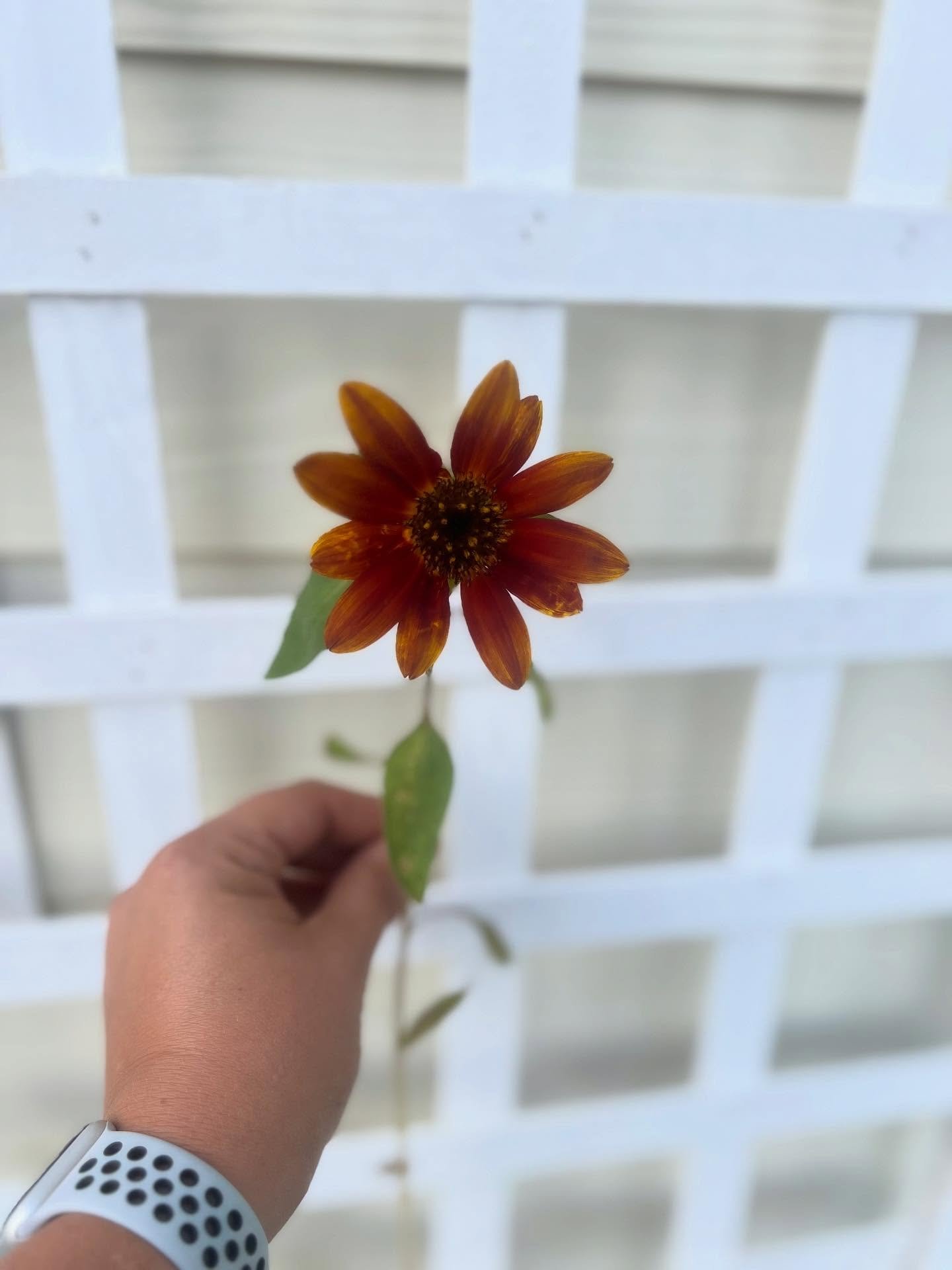 My sweet little flowers I grew! 🌻