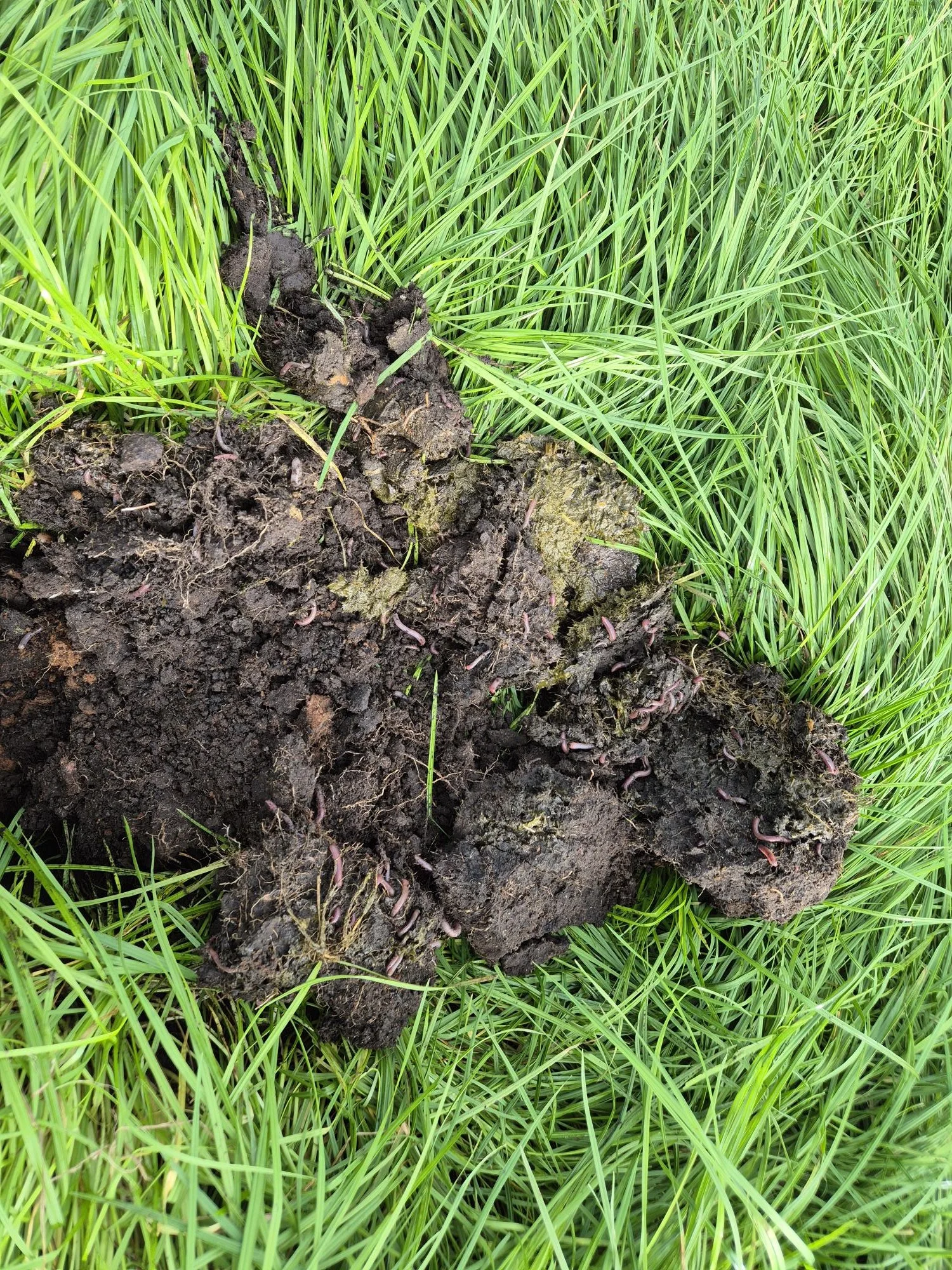 Soil with earthworms amidst green grass.