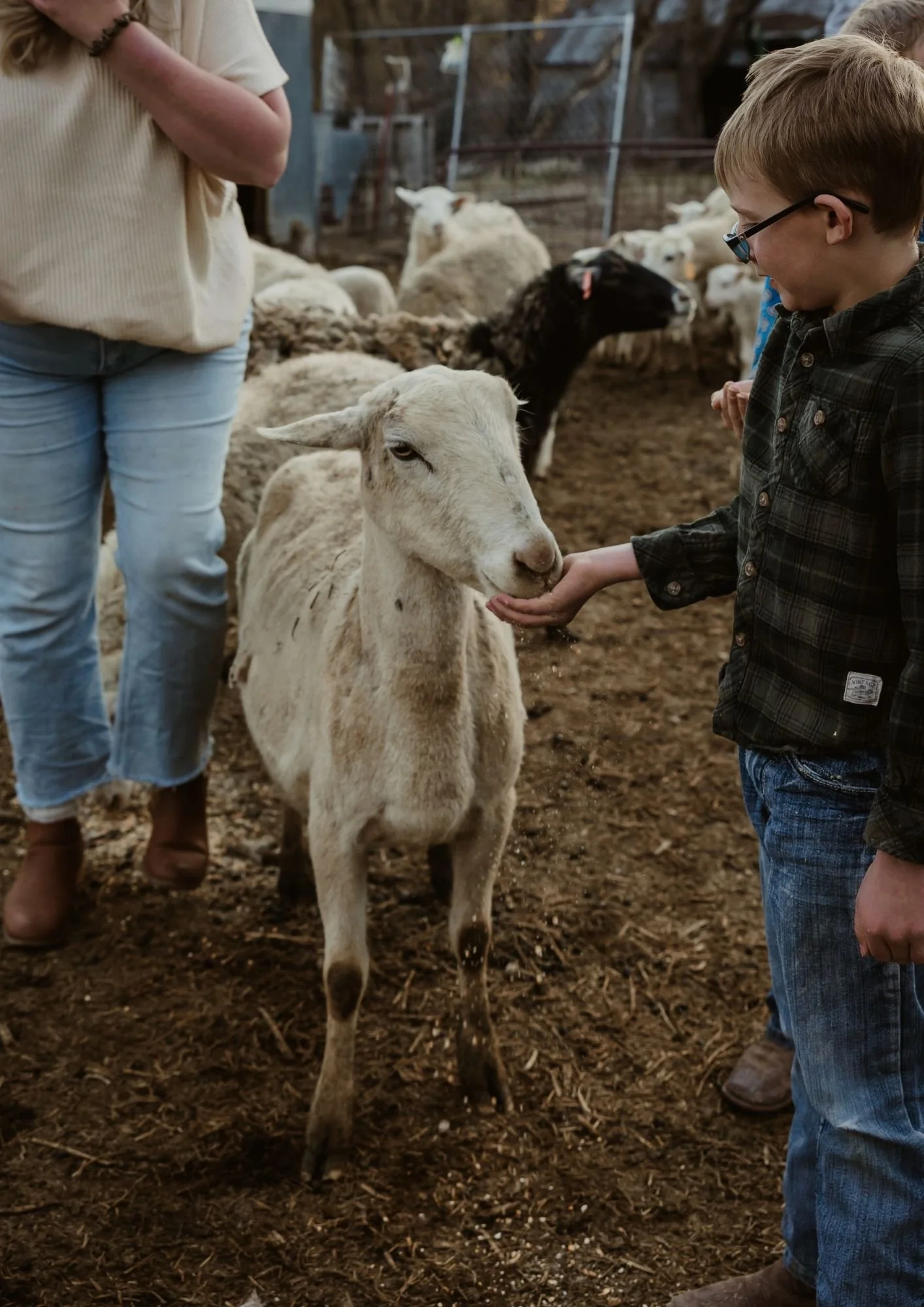 A boy petting a young goat at a farm, with other goats in the background.
