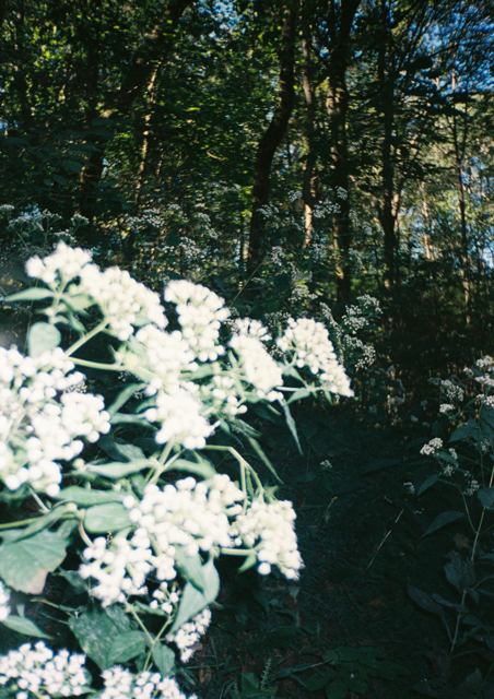 DeJohns_DeJohns-R1-052-24A Medium.png