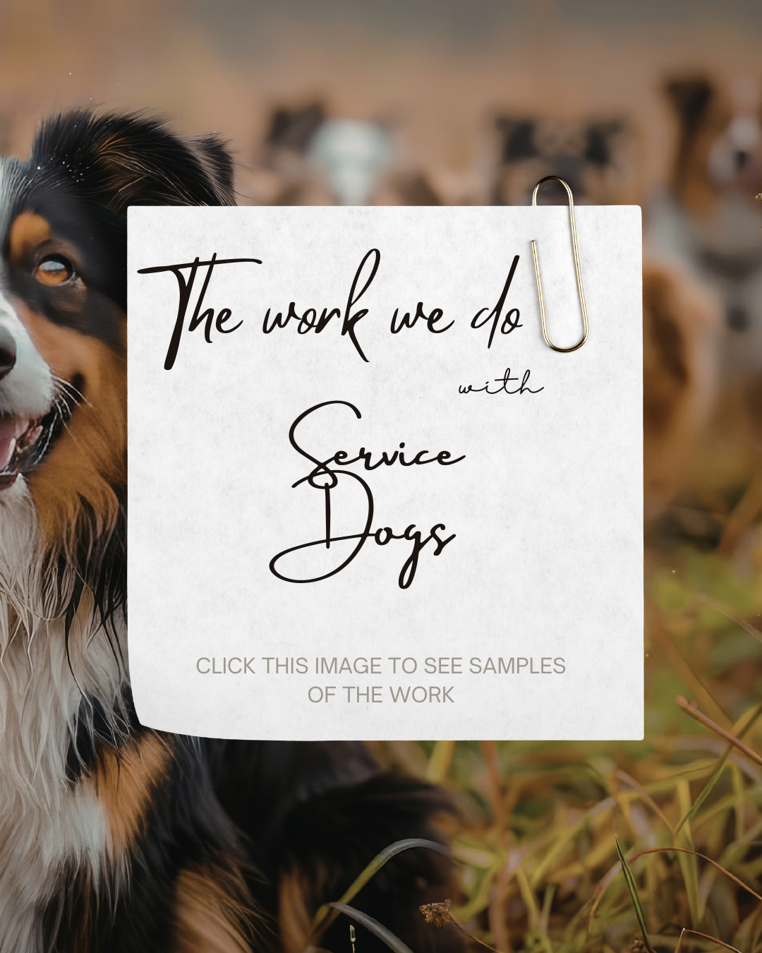 Errorless Service Dogs