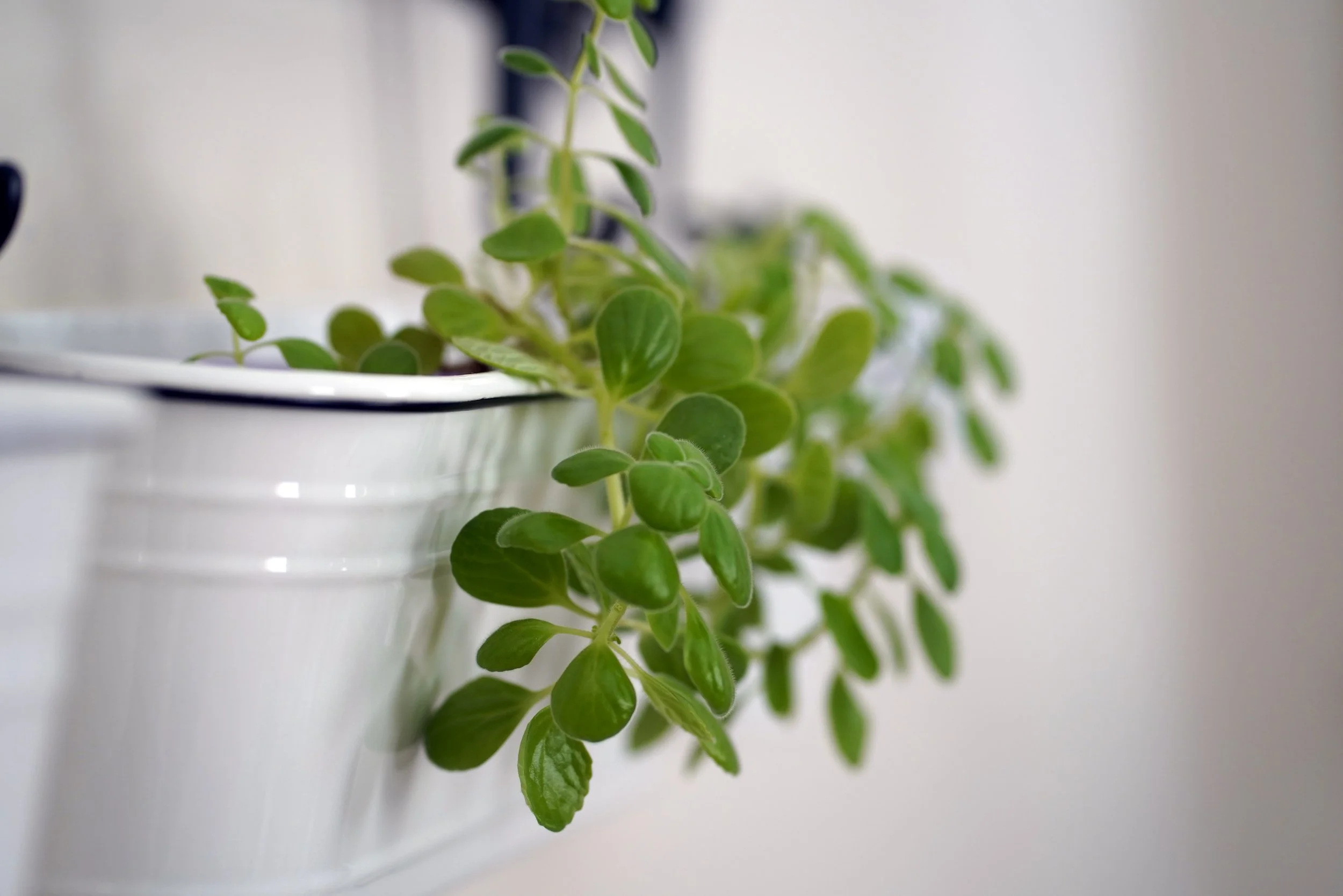 Trailing green plant with oval-shaped leaves in a white ceramic pot.