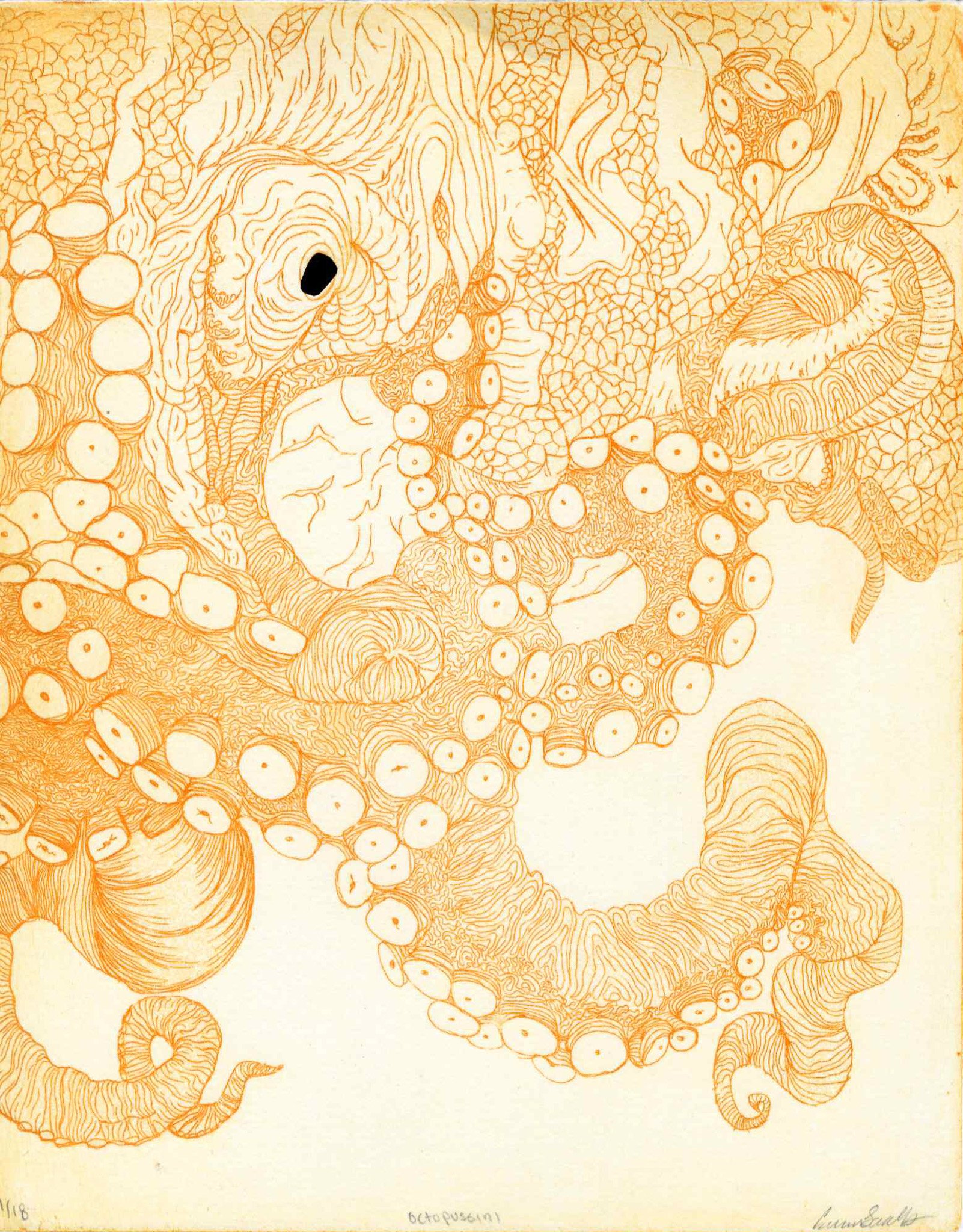 Octopusini, Intaglio with chine colla, 2 color