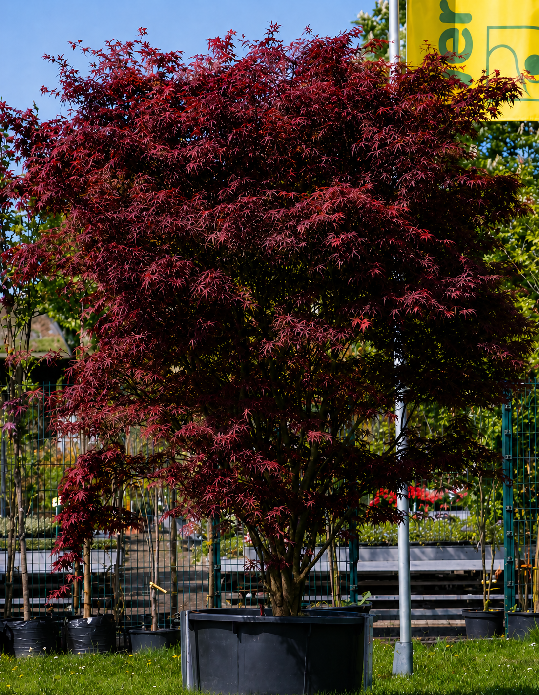 A potted Japanese maple tree with deep red, feathery leaves in a nursery or garden center setting, surrounded by other plants and some fencing.