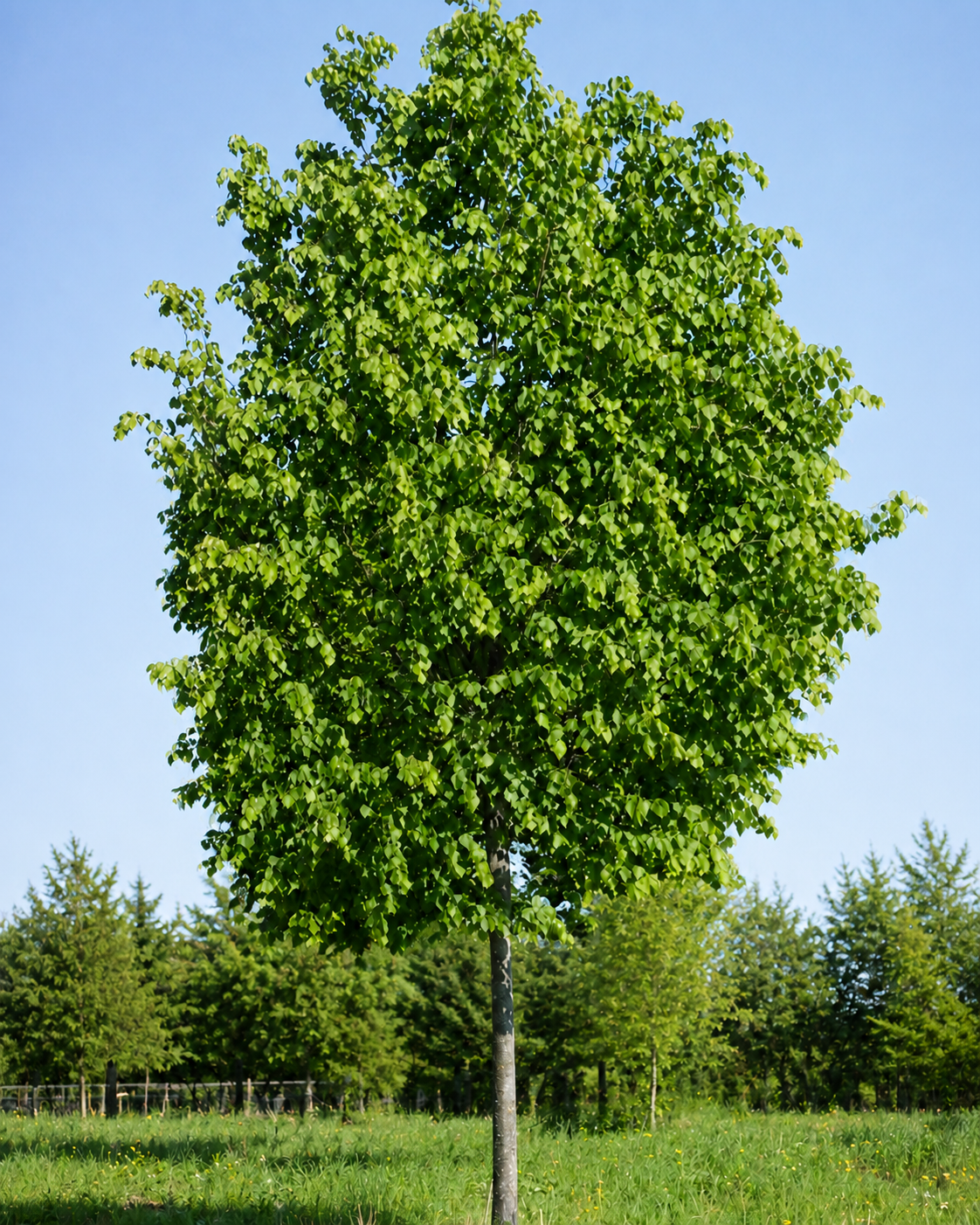 A single green-leafed tree in a grassy field with smaller trees in the background and a clear blue sky.
