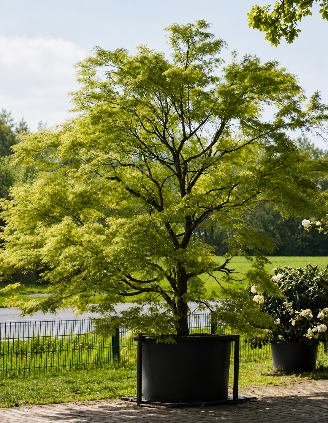 A small green deciduous tree in a large black planter on a paved surface outdoors, with a strip of grass behind a fence, other trees and cloudy sky in the background.