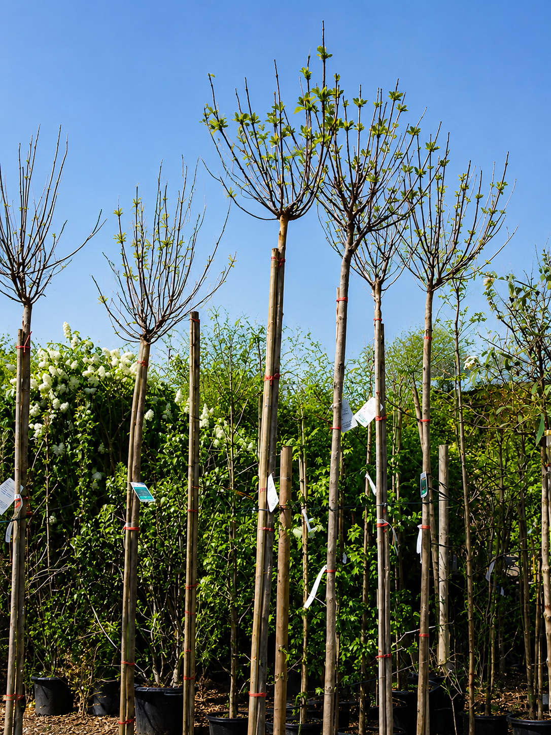 Rows of young trees with stakes in a garden, some with new green leaves, under a clear blue sky.