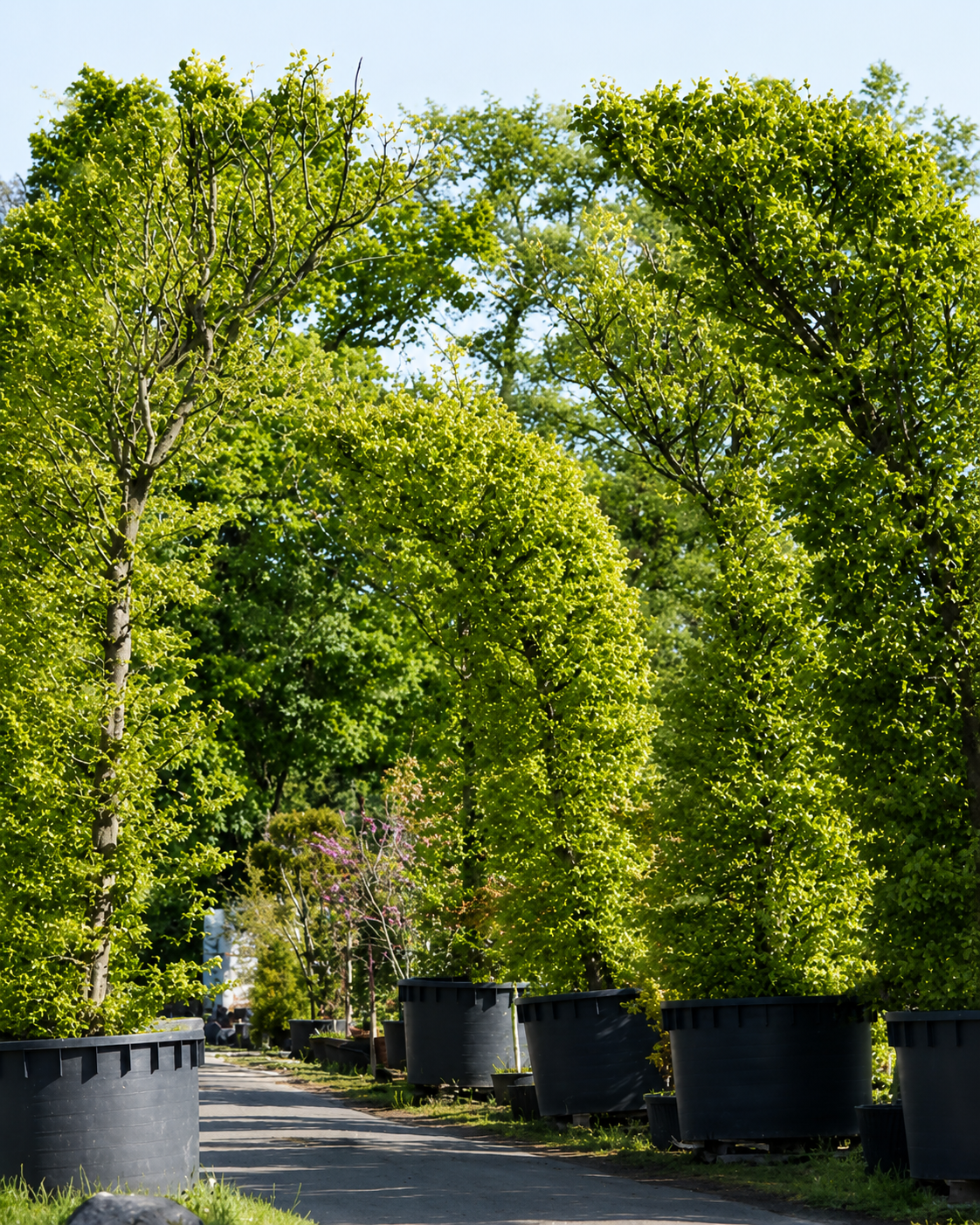 Trees in large containers lining a sidewalk in a nursery or garden center.