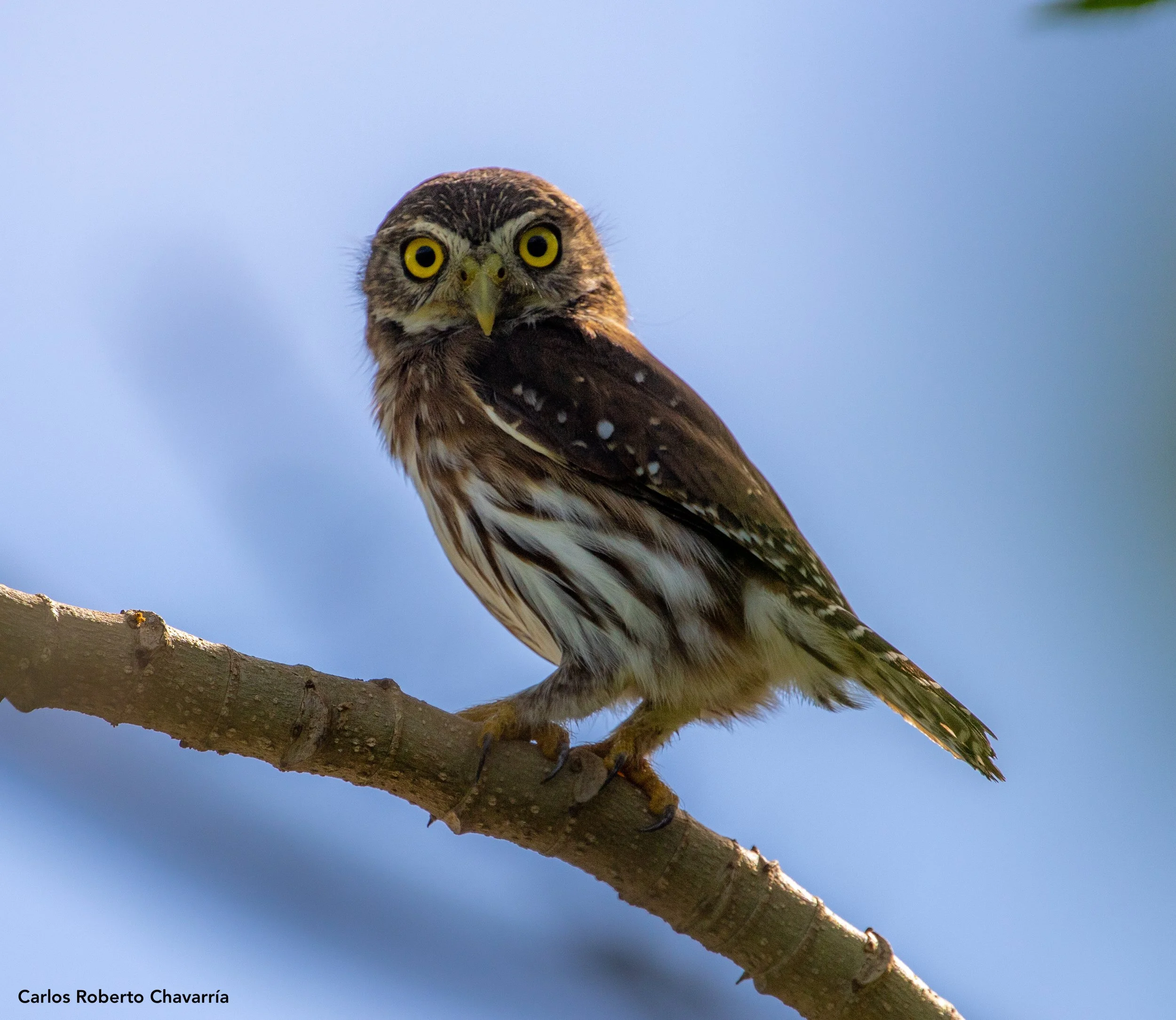 FerruginousPygmyOwl2(Tarcoles).jpg
