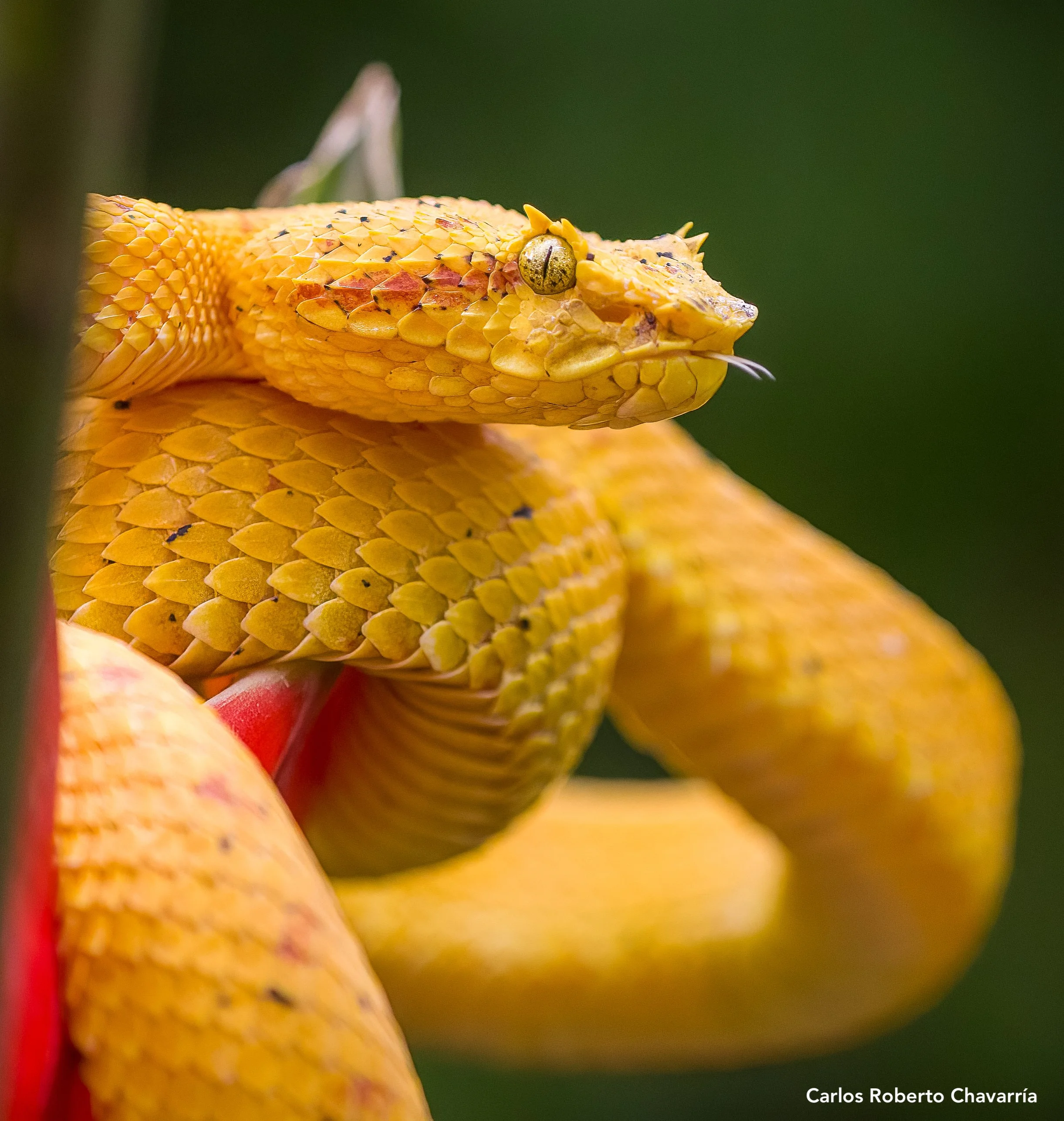 Eye-lashedPitviper(Sarapiqui).jpg