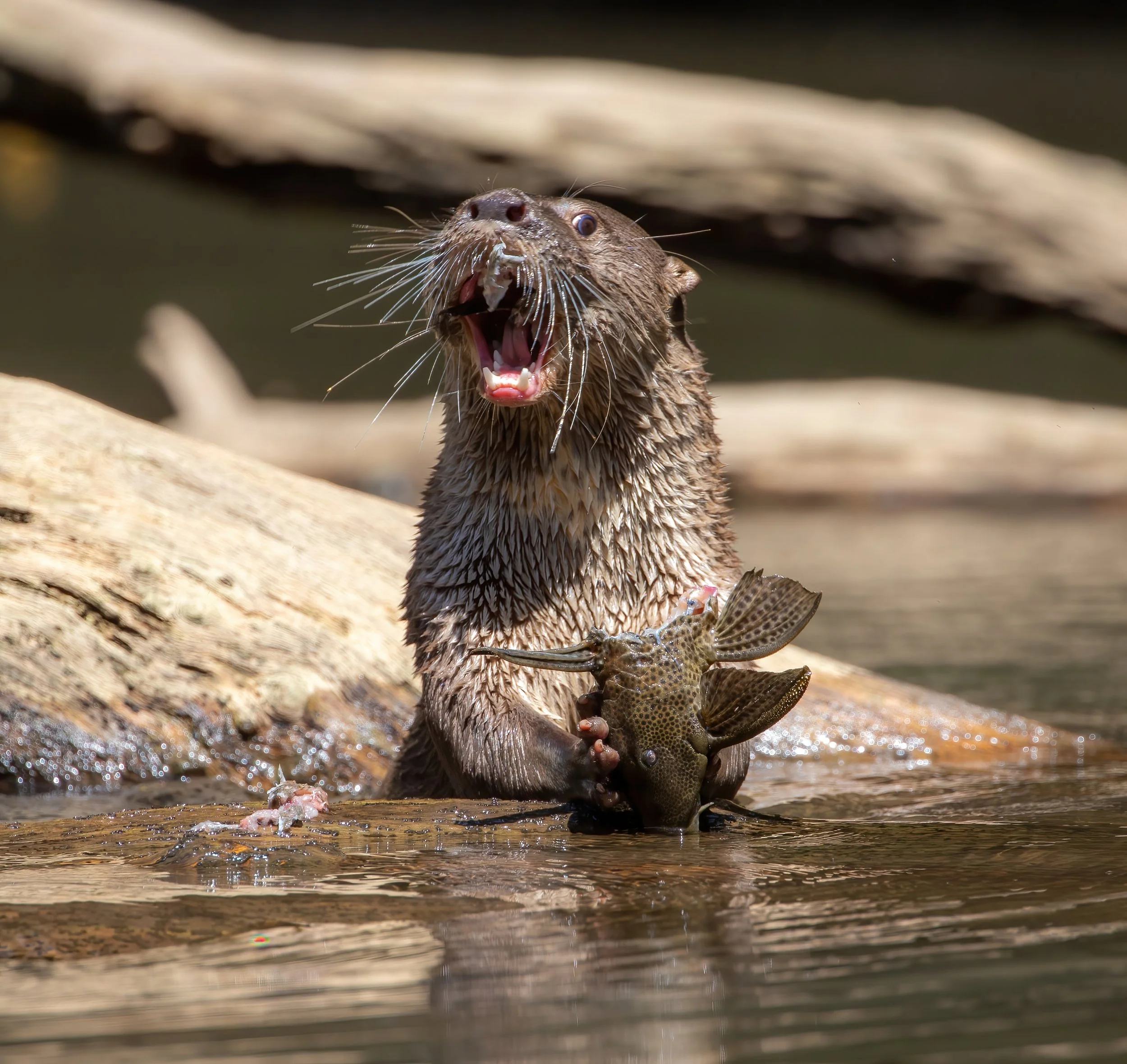 RiverOtter4-standard.jpg